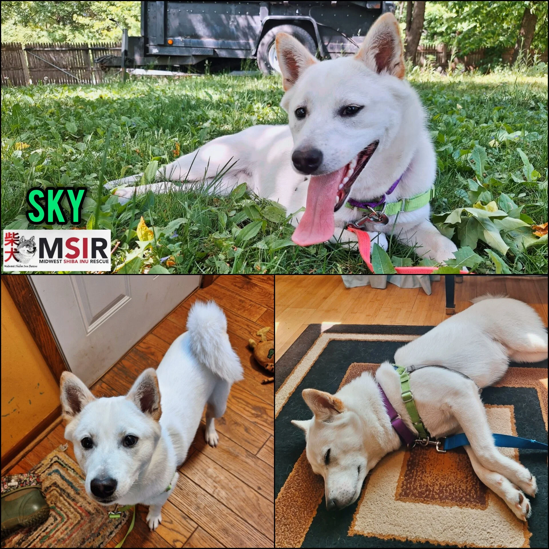 Sky collage.jpg