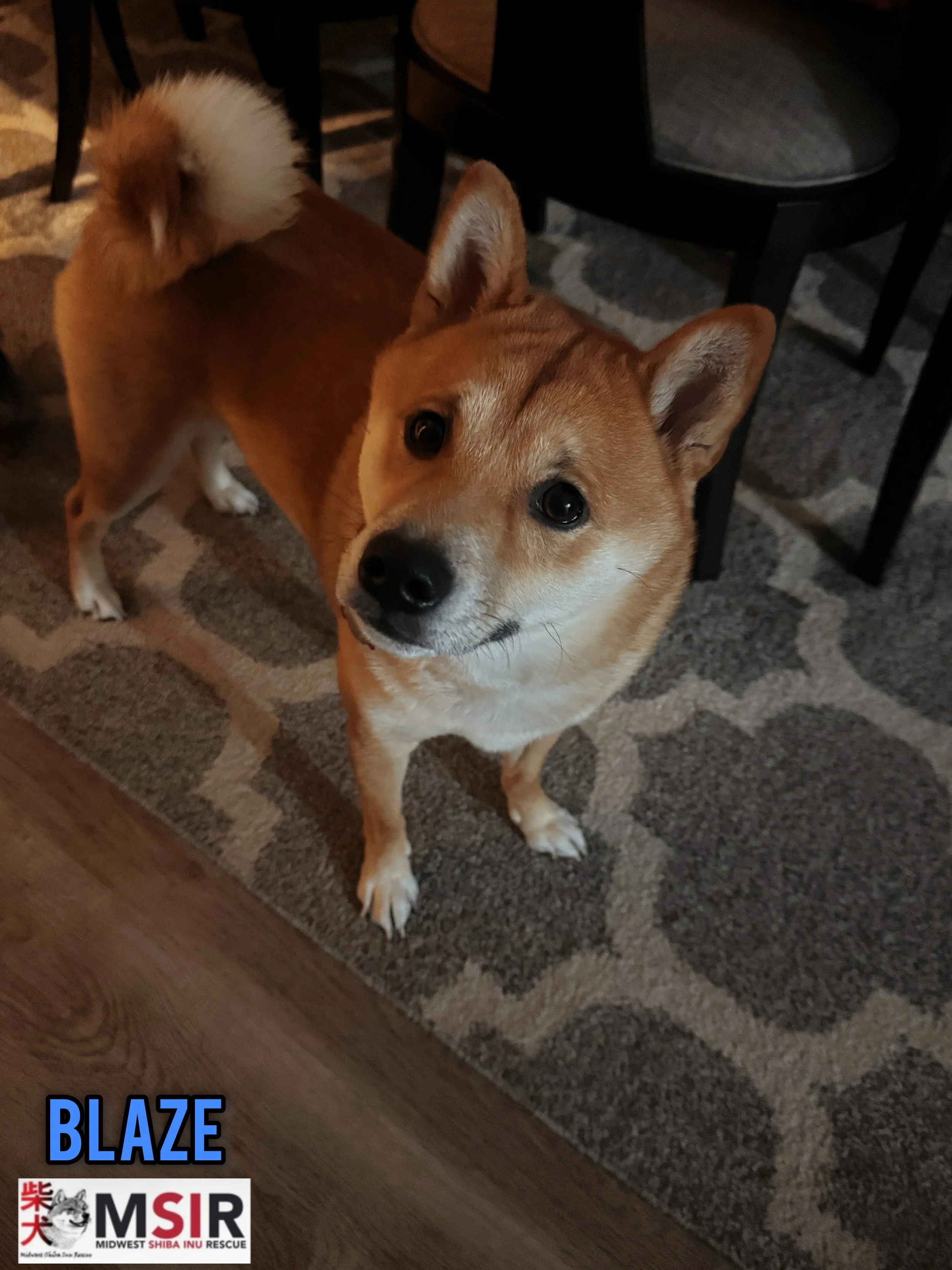 Blazelogo3.jpg