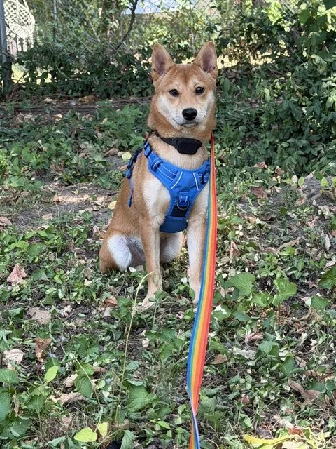Gus