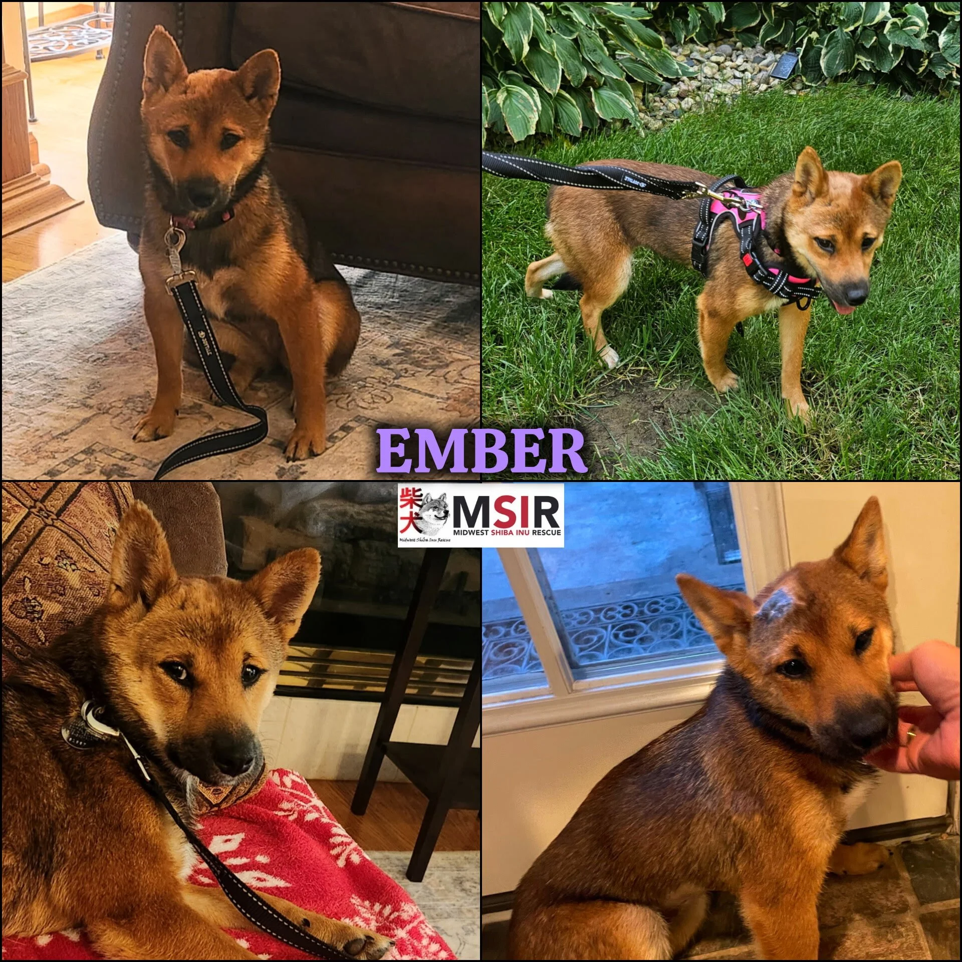 Ember