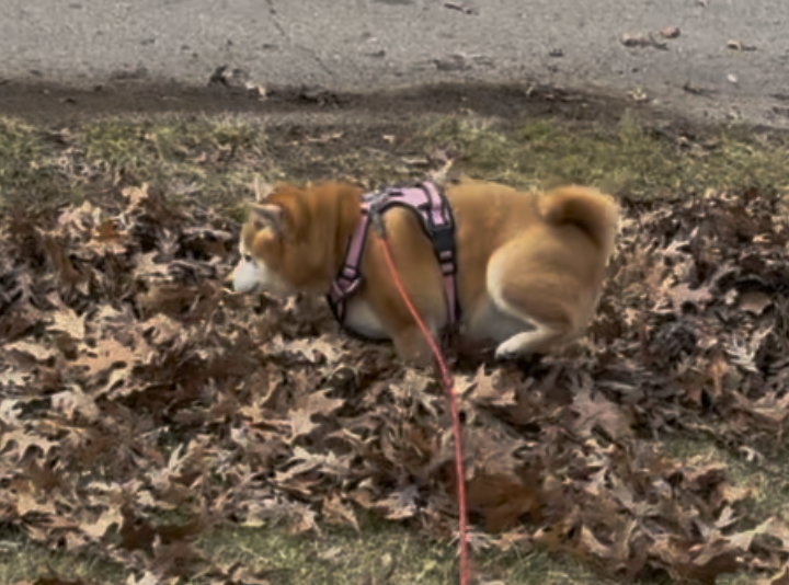 Shiba Inu dog lifting her leg to pee.