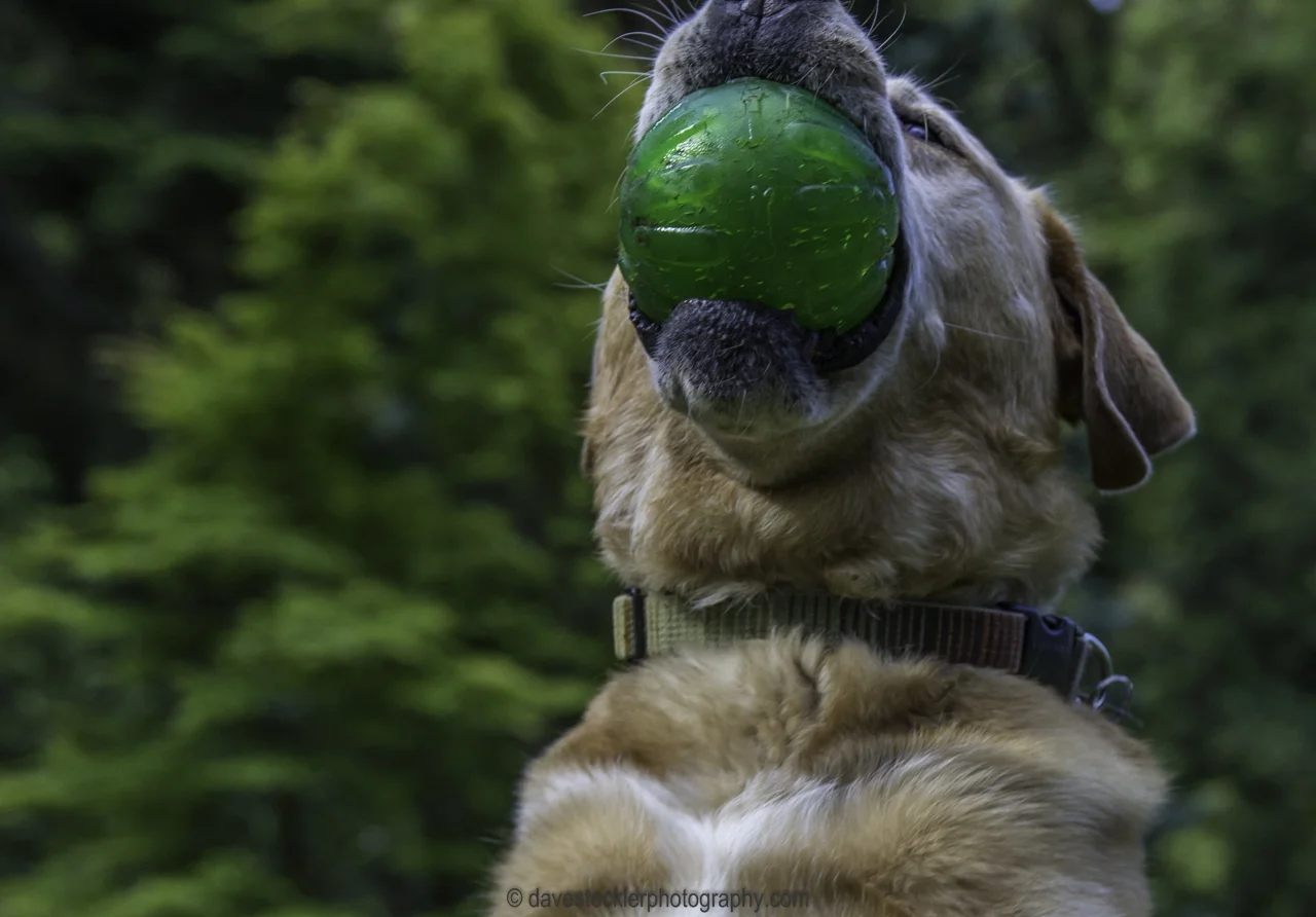 Tucker&Kona31.jpg