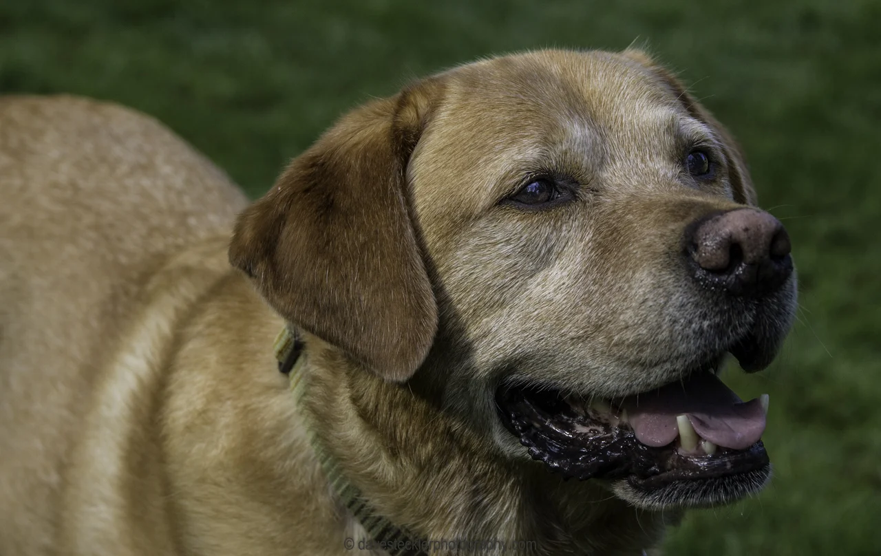 Tucker&Kona43 - Copy.jpg