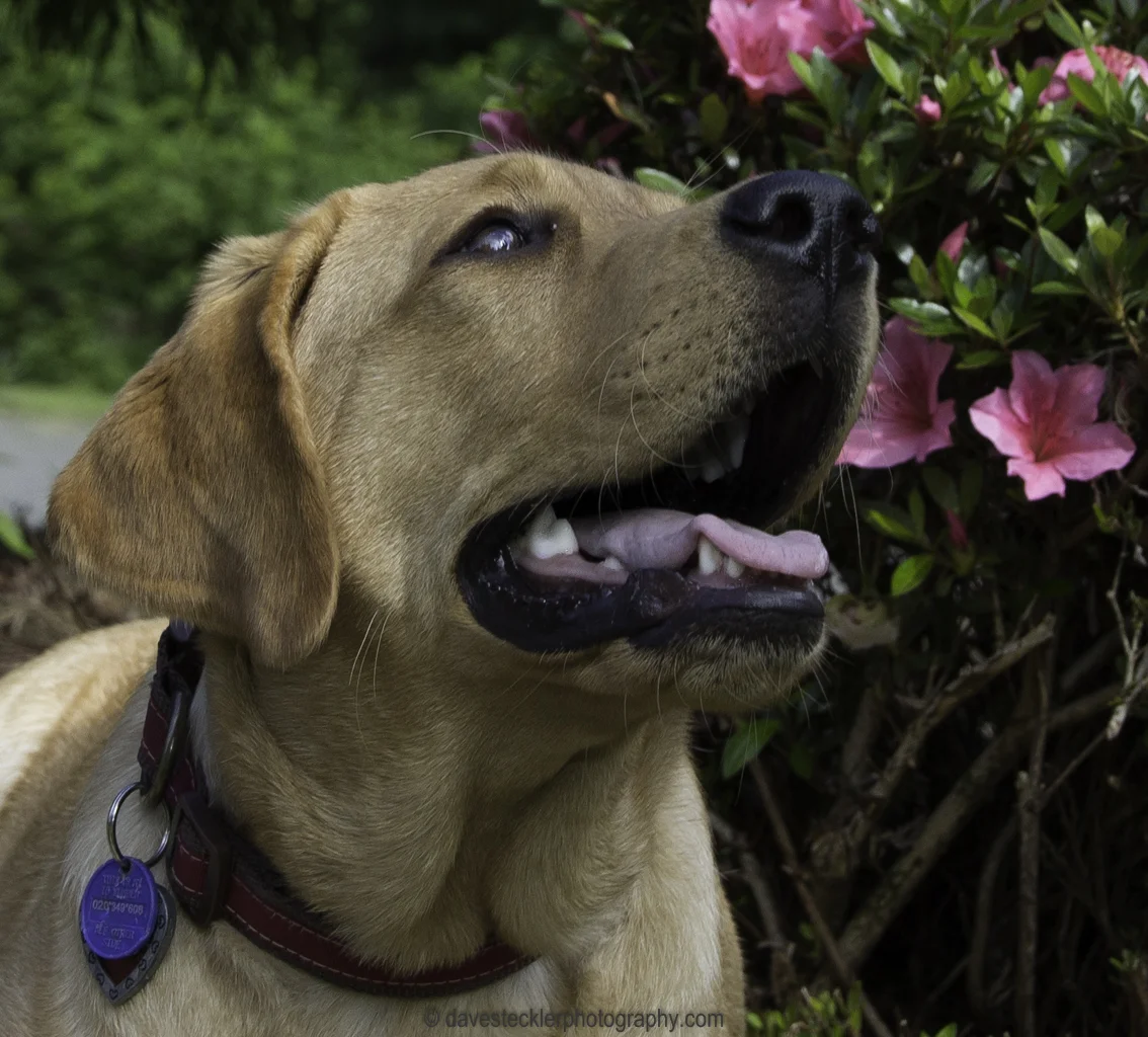 Tucker&Kona196.jpg