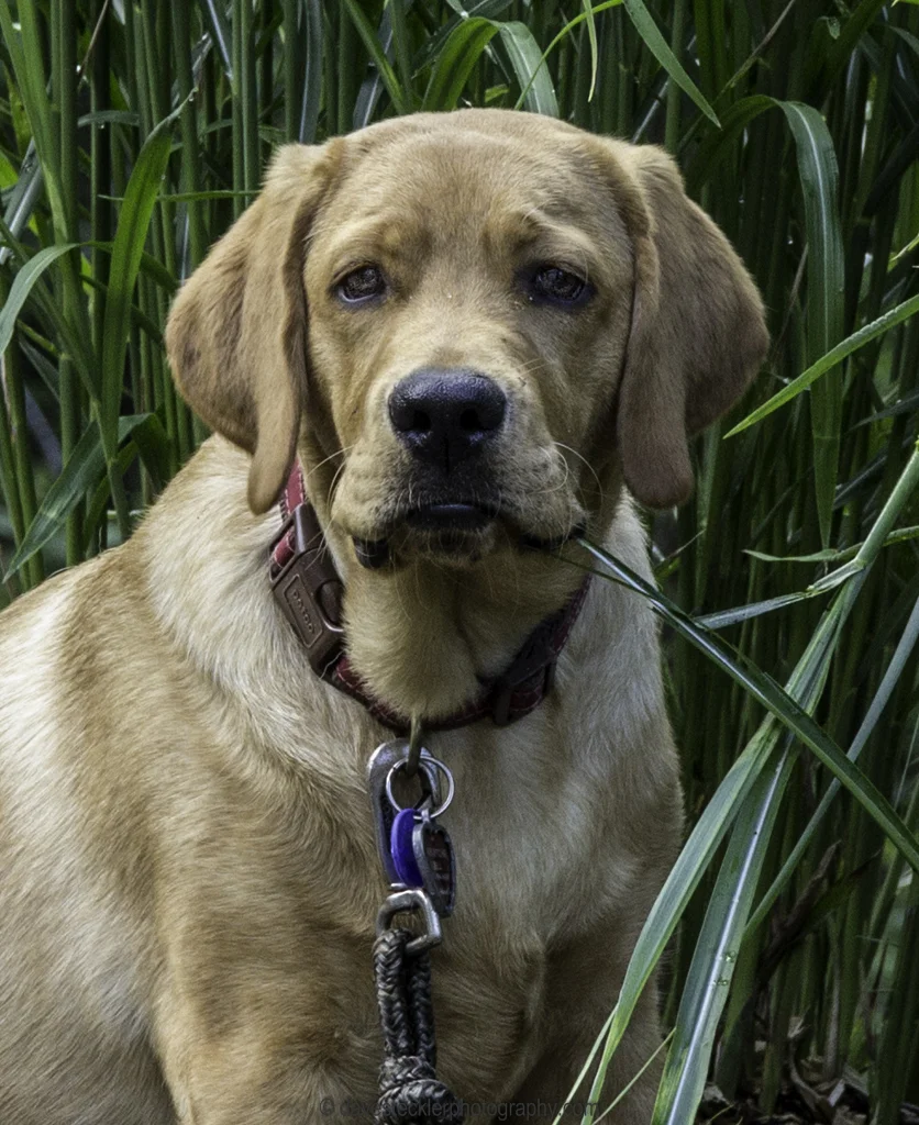 Tucker&Kona311.jpg