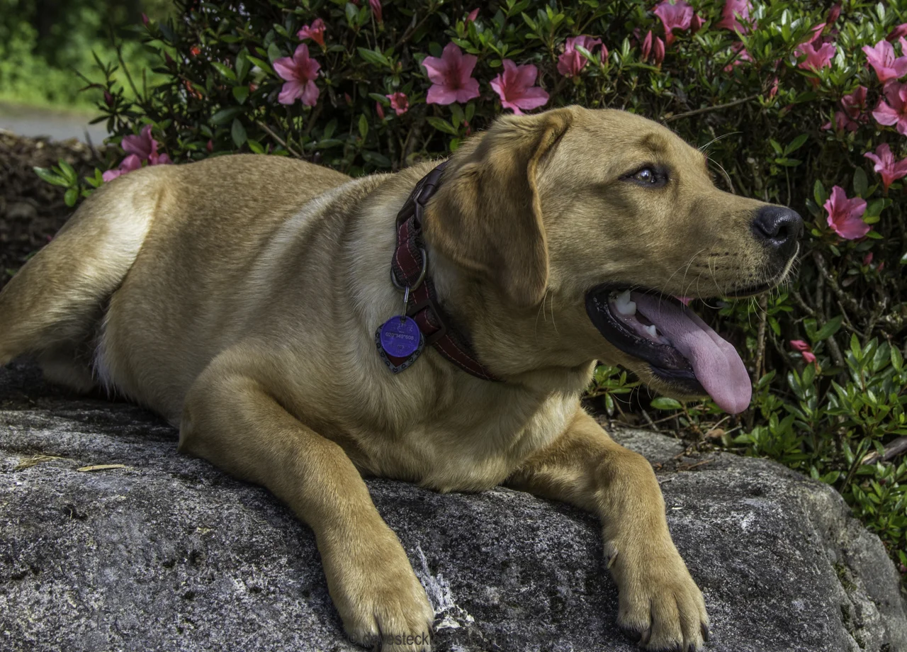 Tucker&Kona193.jpg