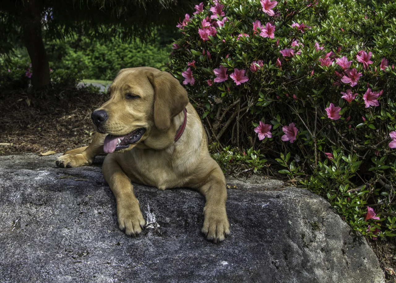 Tucker&Kona195.jpg