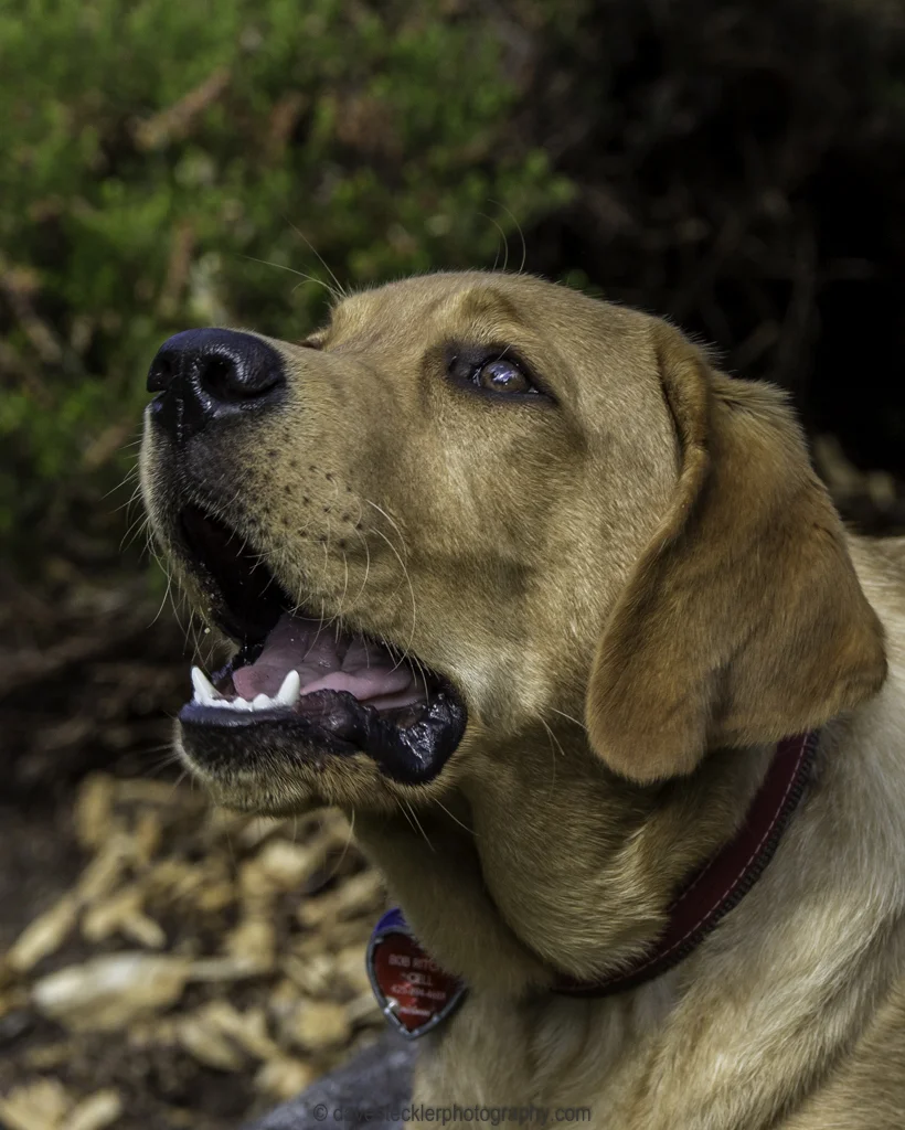 Tucker&Kona204.jpg