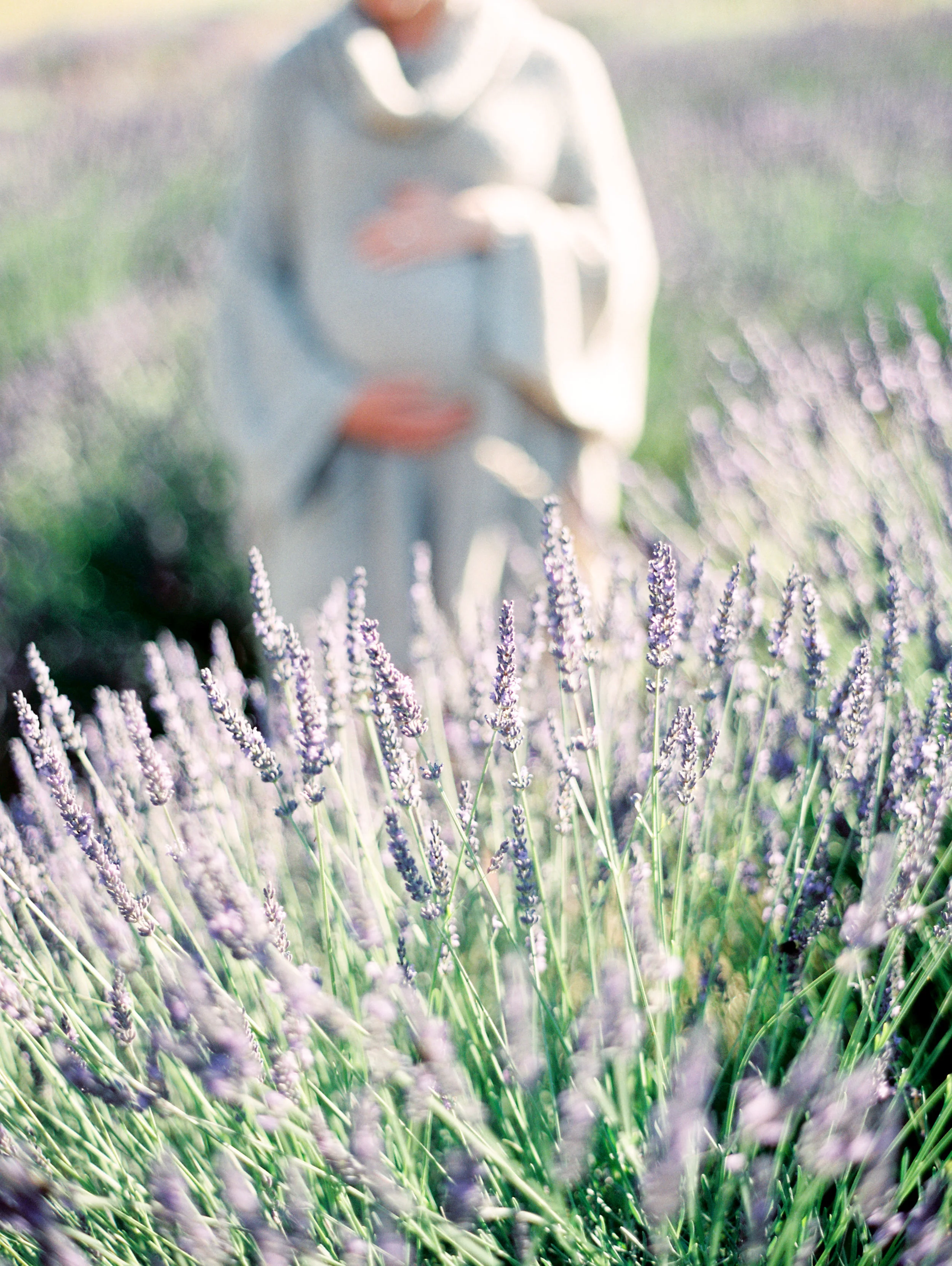 lavender-field-matnernity-photography-22.jpg