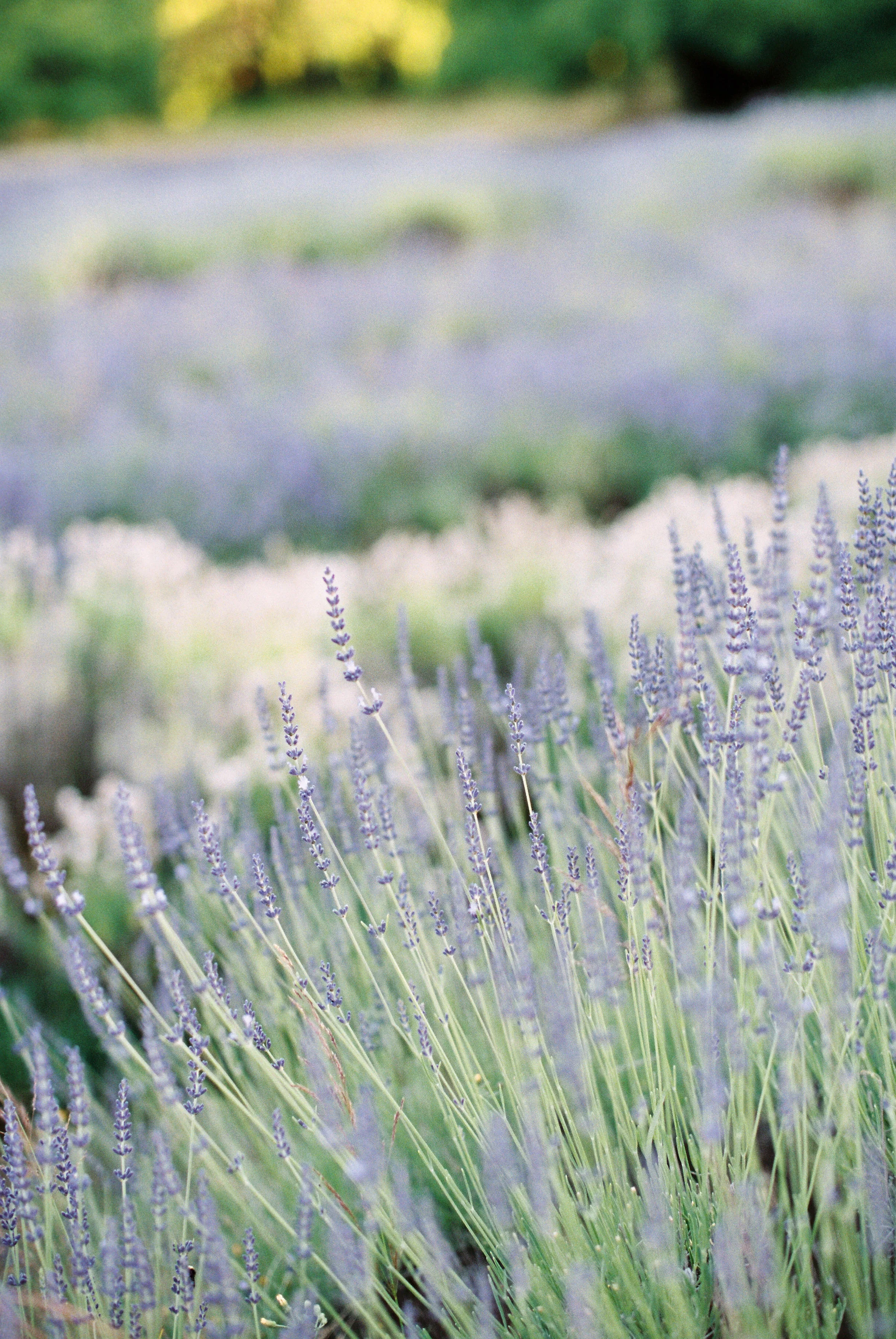 lavender-field-matnernity-photography-28.jpg