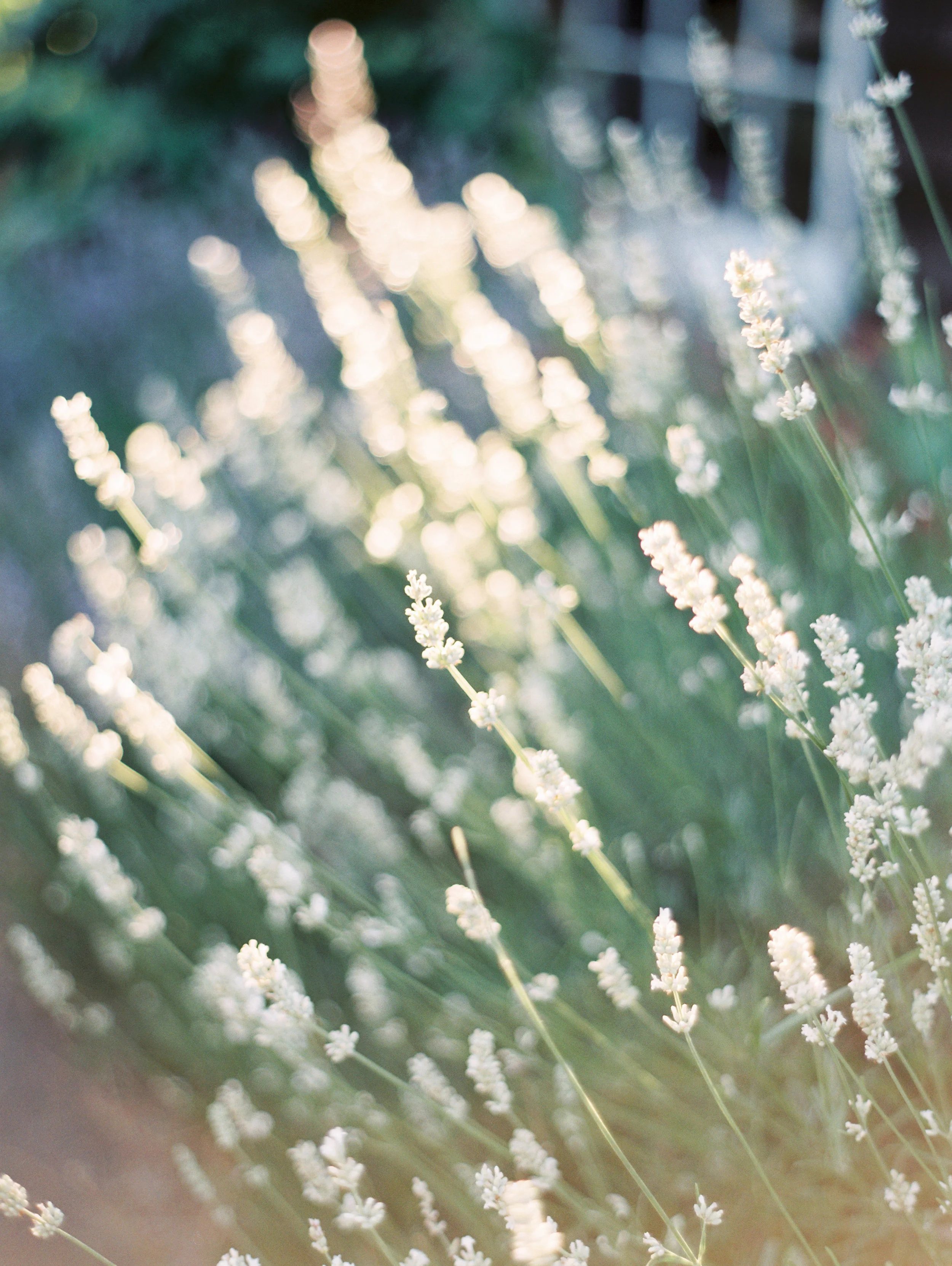 lavender-field-matnernity-photography-24.jpg