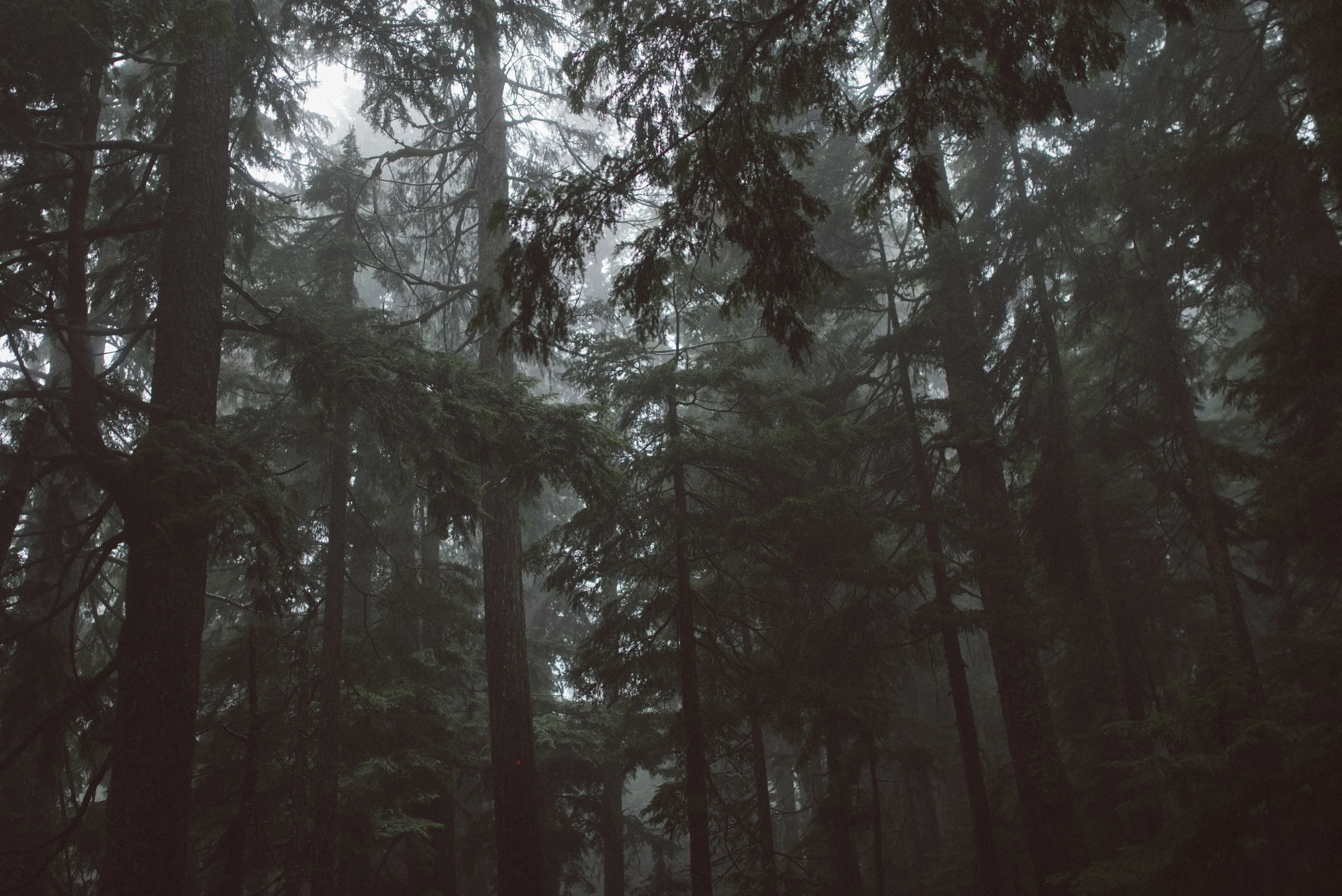 DogMountain-9.jpg