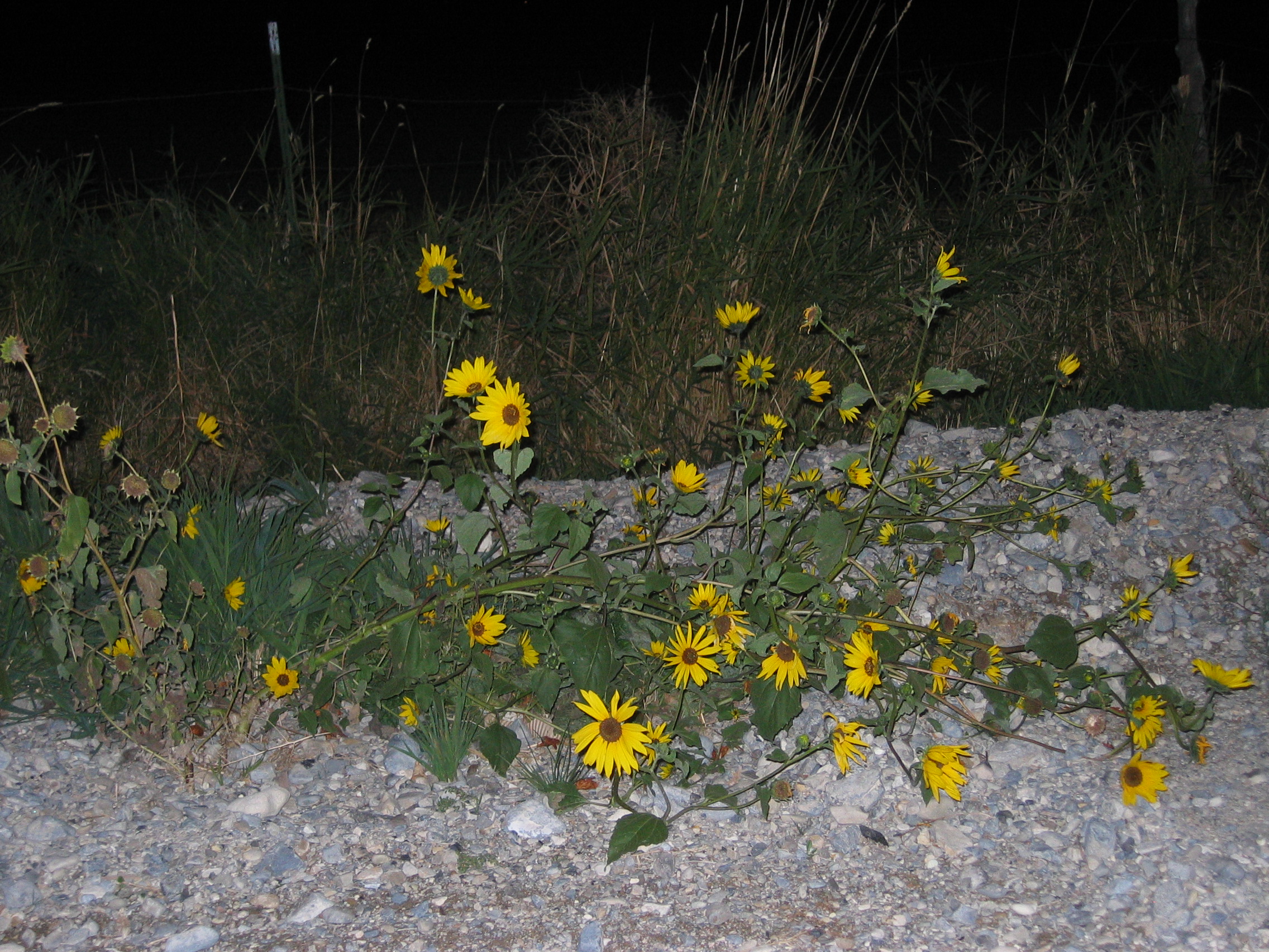 100808 TT 090.jpg