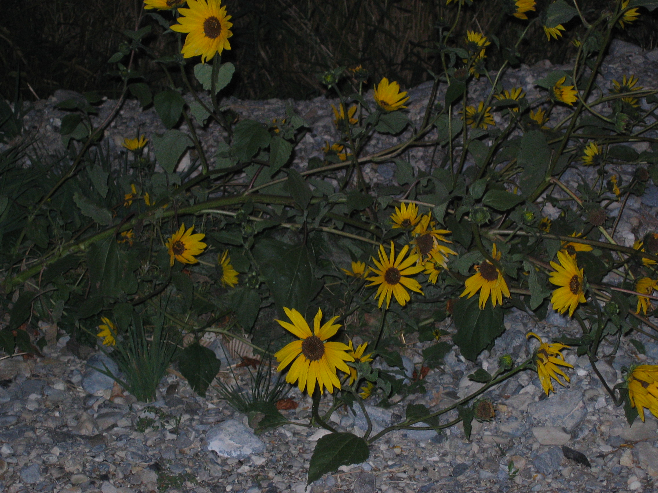 100808 TT 091.jpg