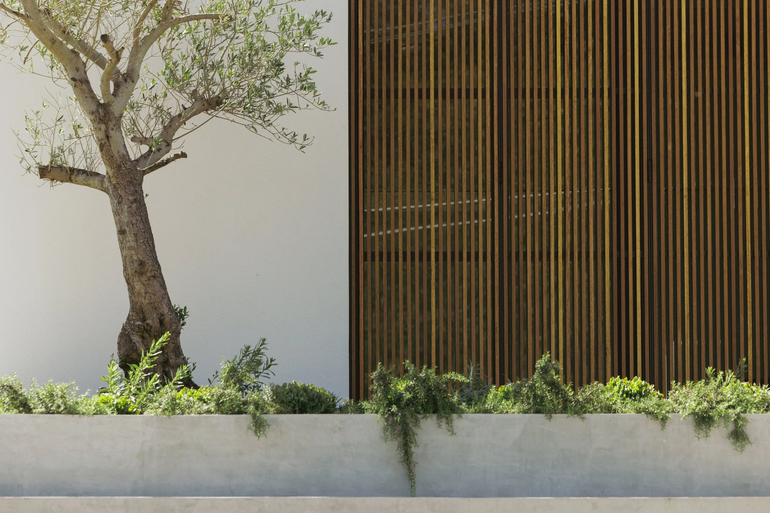 Little Birch_buck&simple_X_prostruct_TimPascoePhoto_0300.jpg