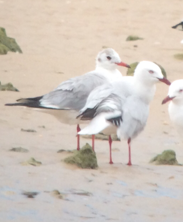 Black-headed Gull (back) with Silver Gull on the shore at Nhulunbuy (NT). Image with kind permission of Karen Rose.