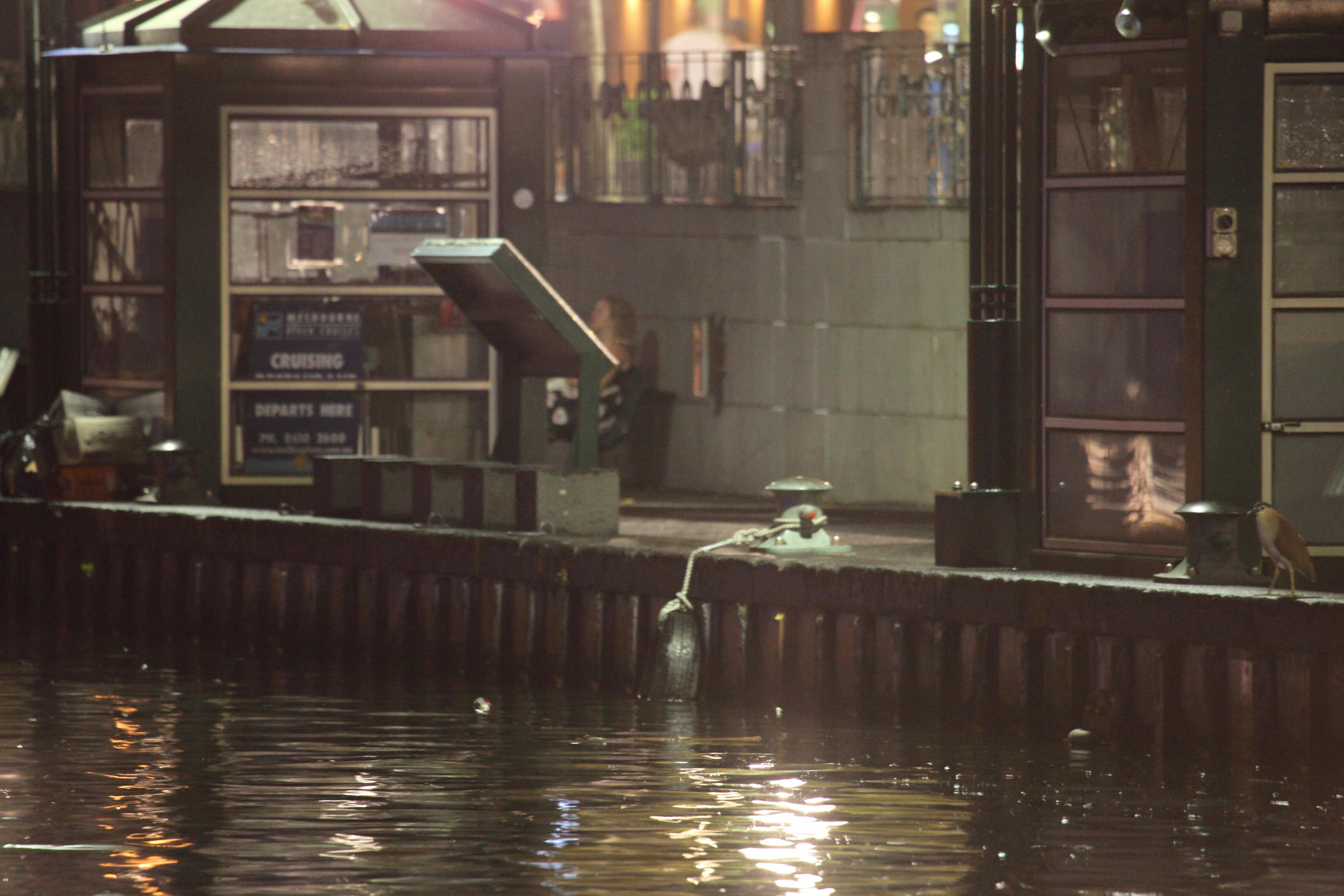 A typically creepy Nankeen Night-heron at far right of picture. Just one of many stunning urban species adorning the lists of most Melburnian birders.
