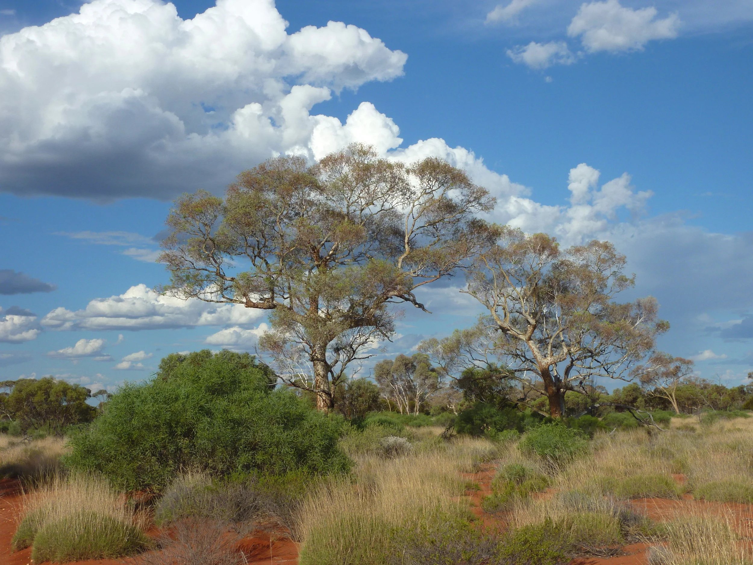 The blue skies near Neale Junction WA, a well-known locality for Princess Parrot, on a more cloudy afternoon.