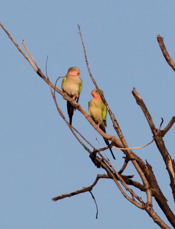 A pair of Princess Parrot enjoying the mid-morning sun during a winter visit to Australian Wildlife Conservancy's Newhaven Reserve west of Alice Springs in 2012.