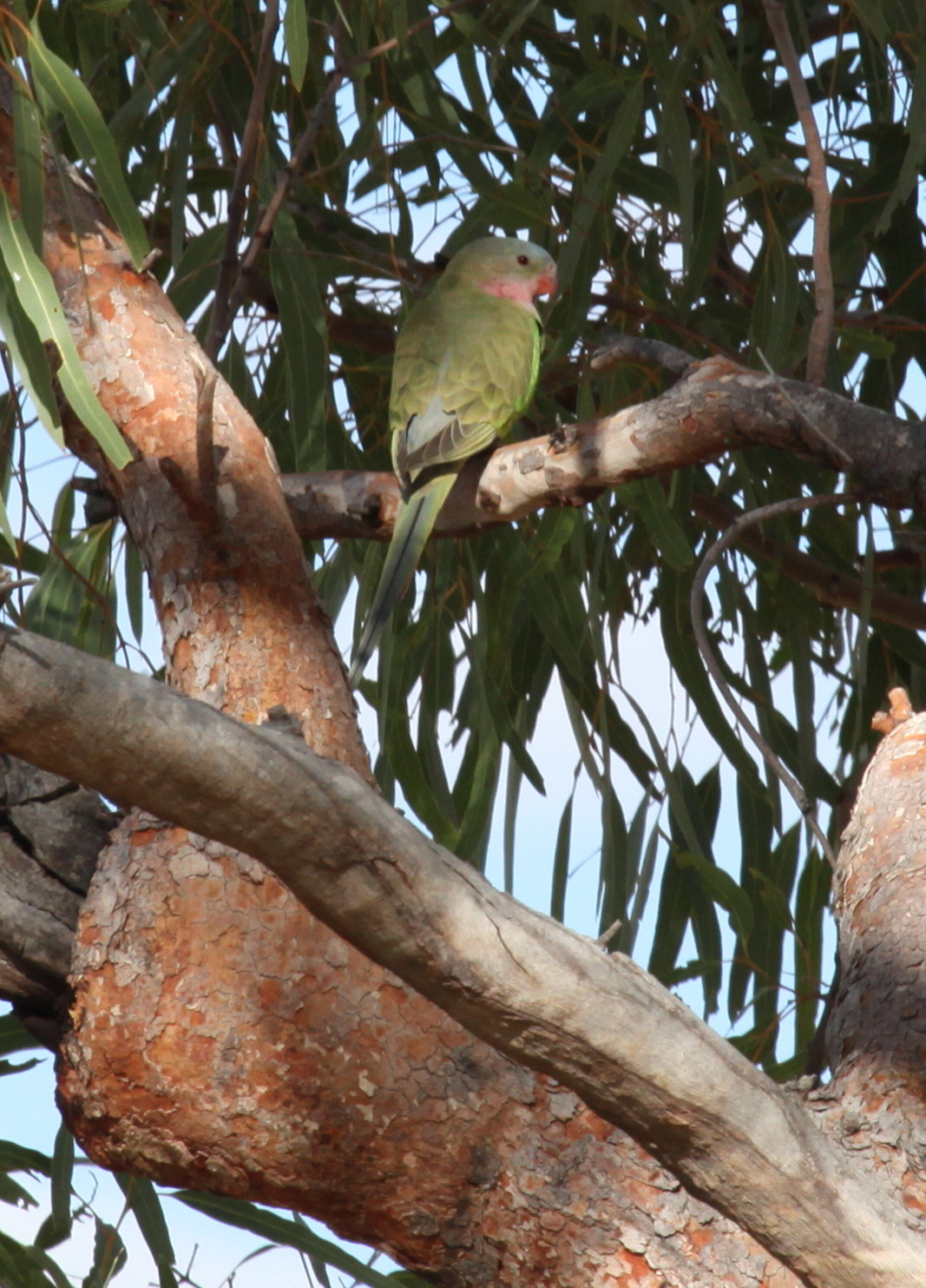 ....sitting quietly in a Desert Bloodwood Corymbia opaca . Very easy to miss. I wonder how many birds like this I've driven straight past over the years. 
