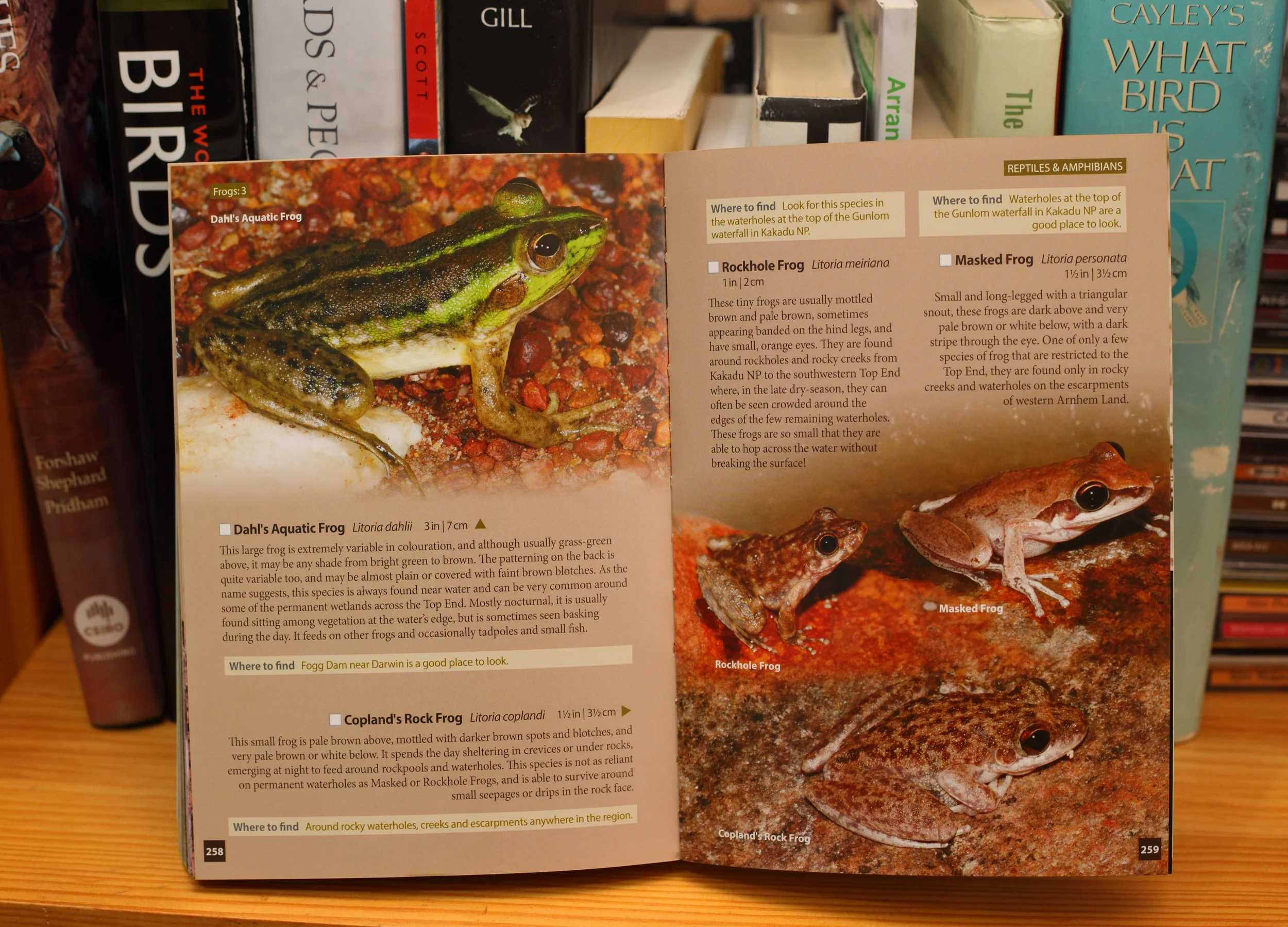 Just one of the glorious frog plates.