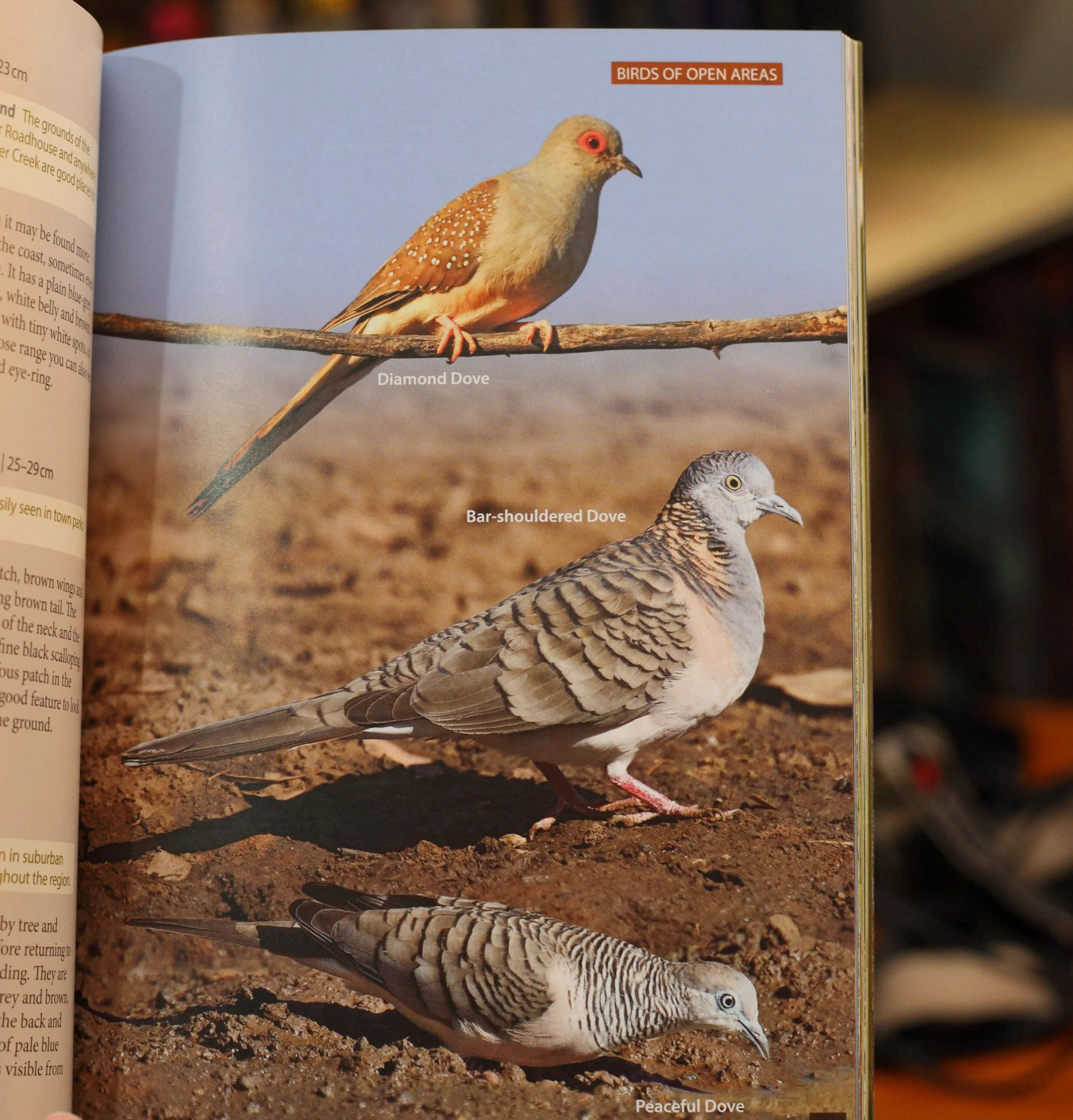 Mostly the scale of the images is spot on as in this page of Top End doves.