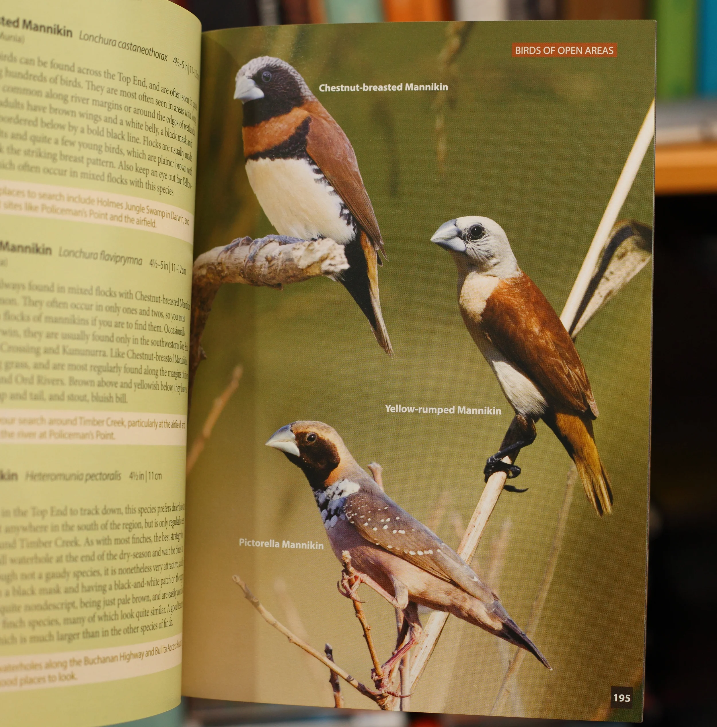 One of the finch pages: flawless images with simple, beautiful presentation.