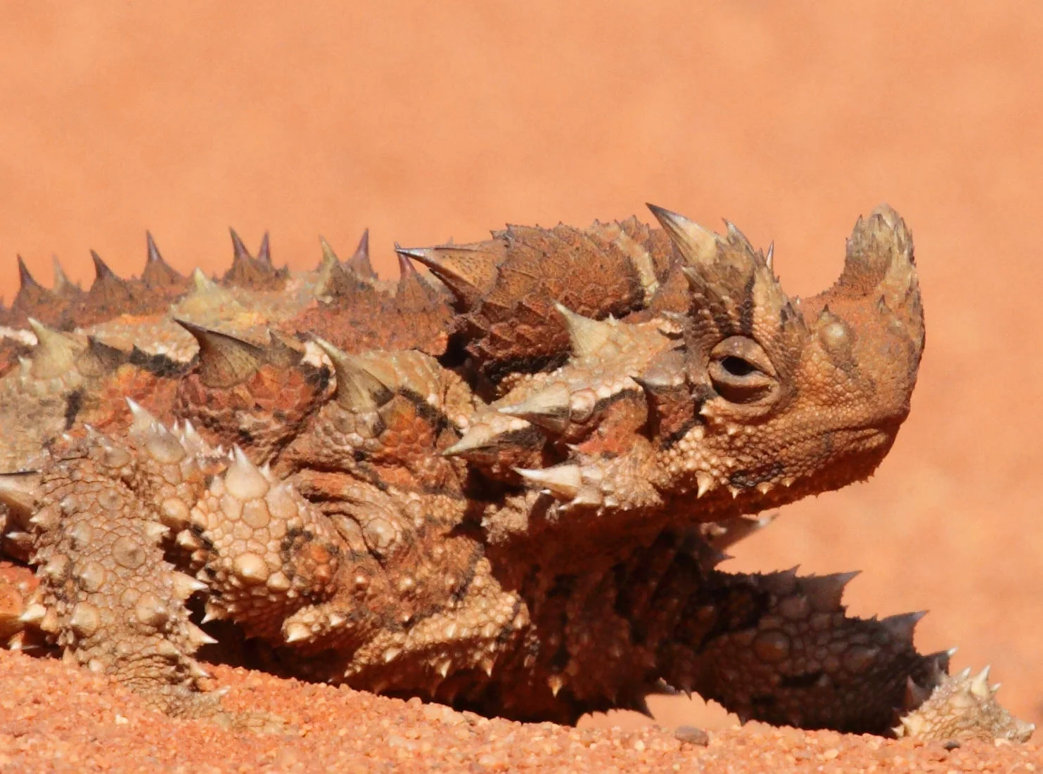 Thorny Devil Moloch horridus, a face only a naturalist could love?