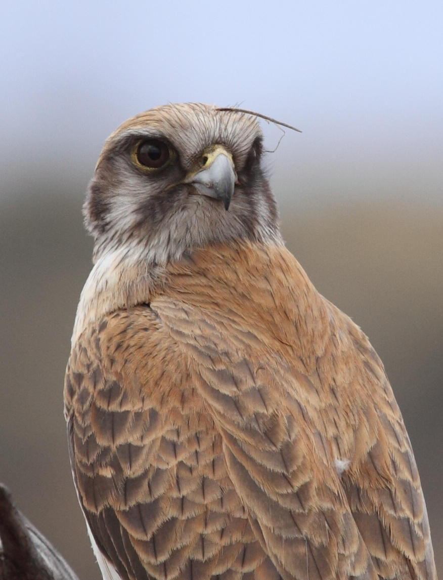 Brown Falcon Falco berigora . Note the yellow cere and orbital ring; features sometimes cited as diagnostic features of Grey Falcon which could clearly create confusion for inexperienced observers.
