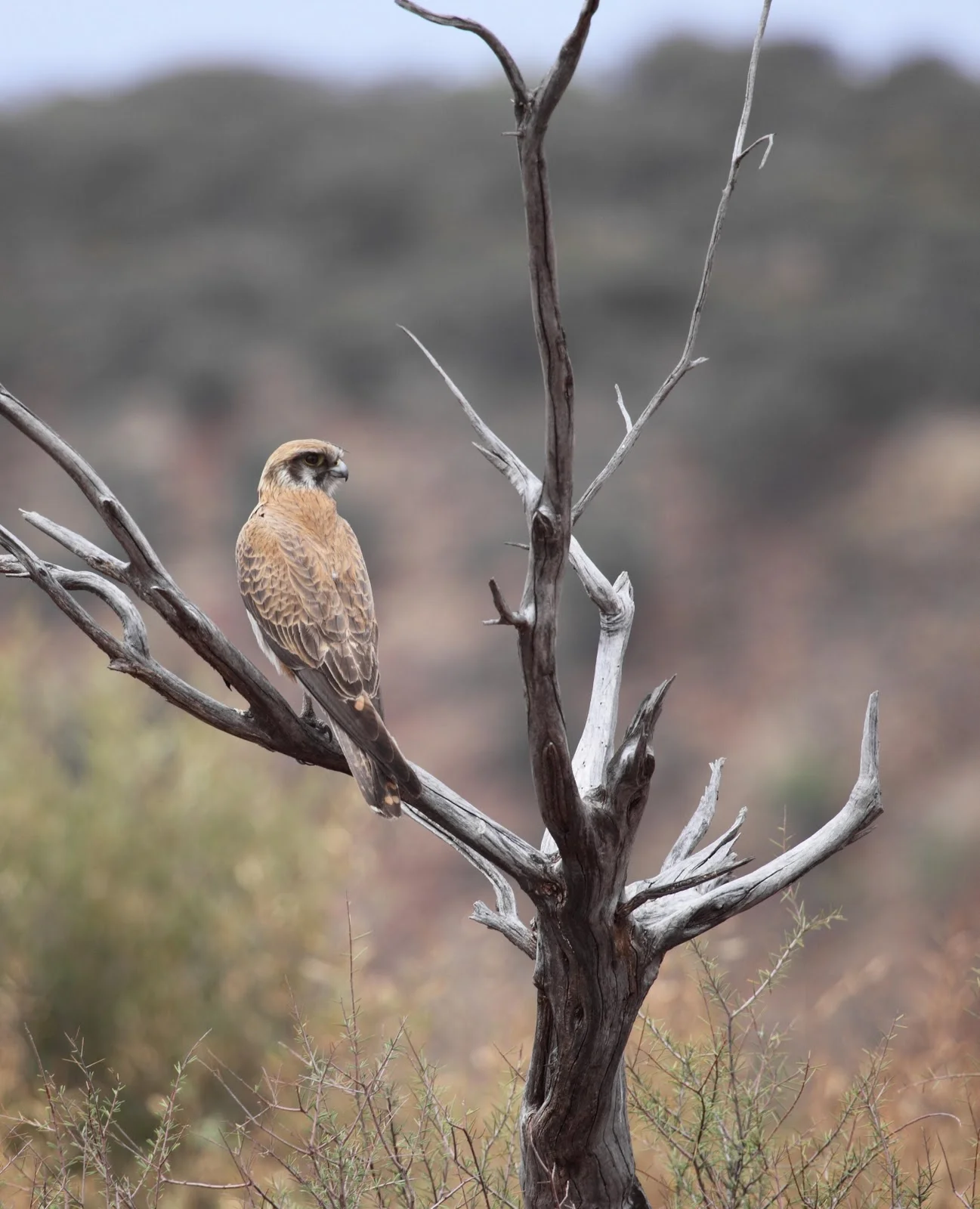 The Brown Falcon on its hunting perch; how you'll most often see them in Central Australia. Note the unfeathered tarsometatarsus (lower leg) just visible.