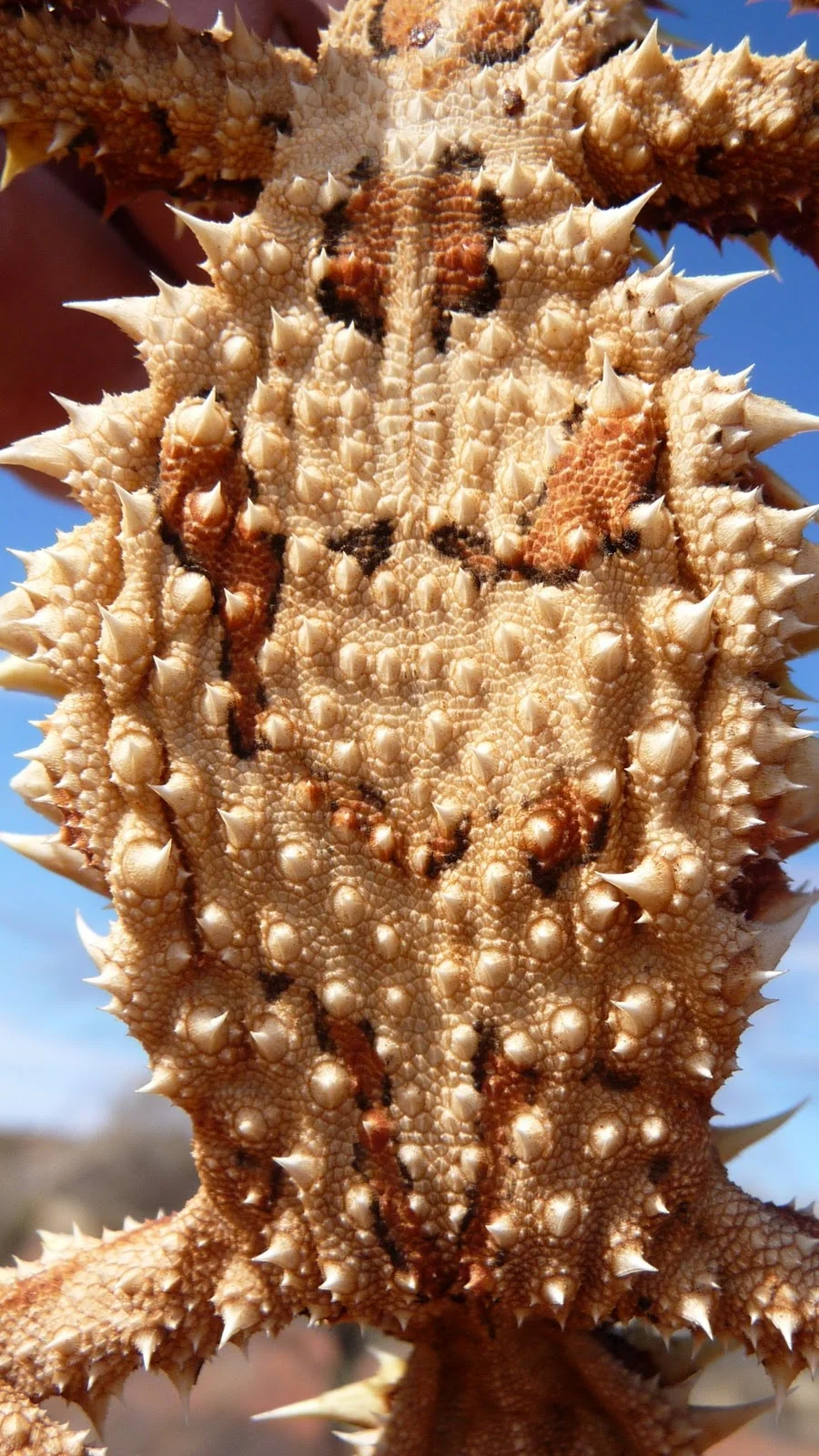 thornybelly3.jpg