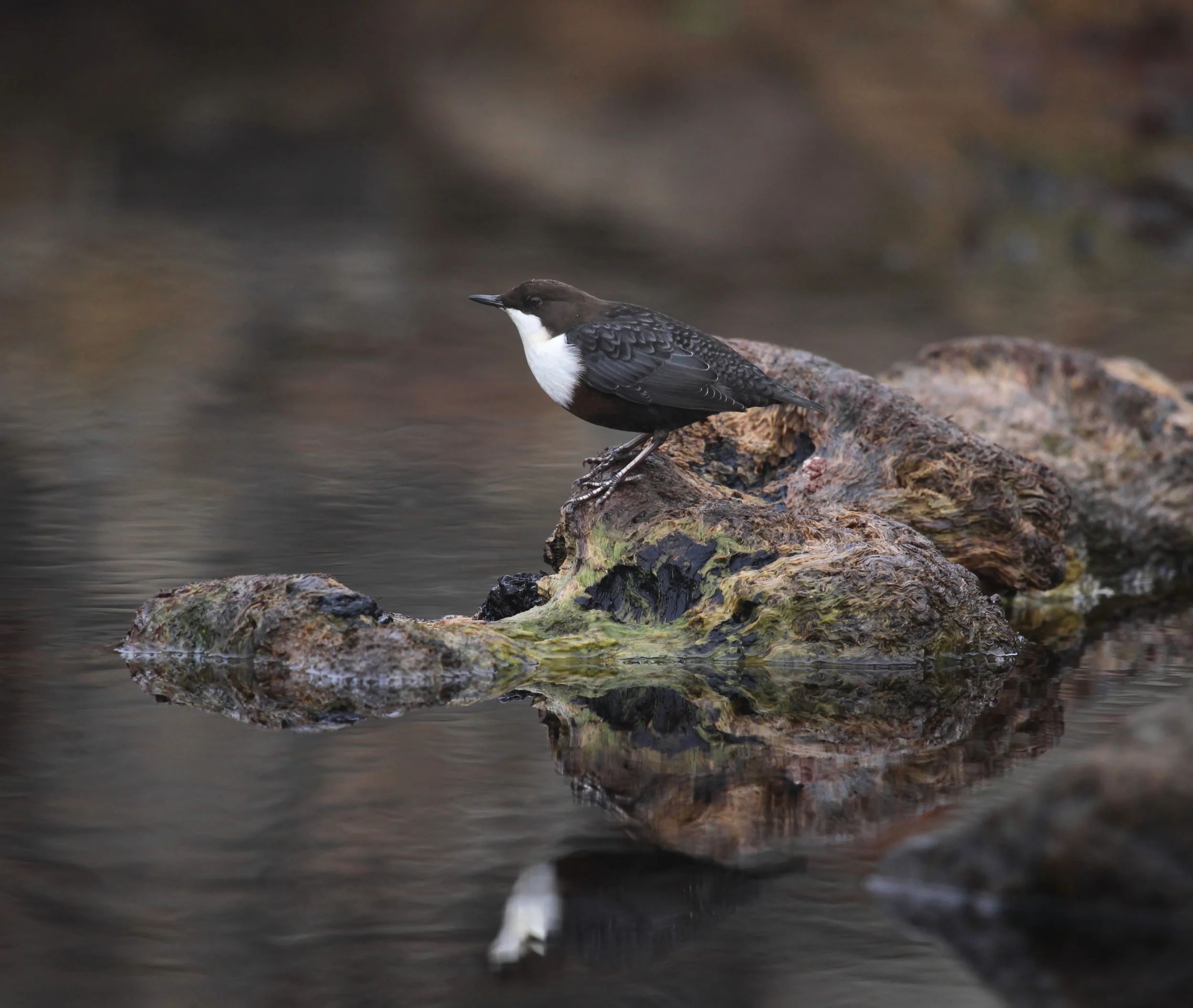 A natural born Dipper.