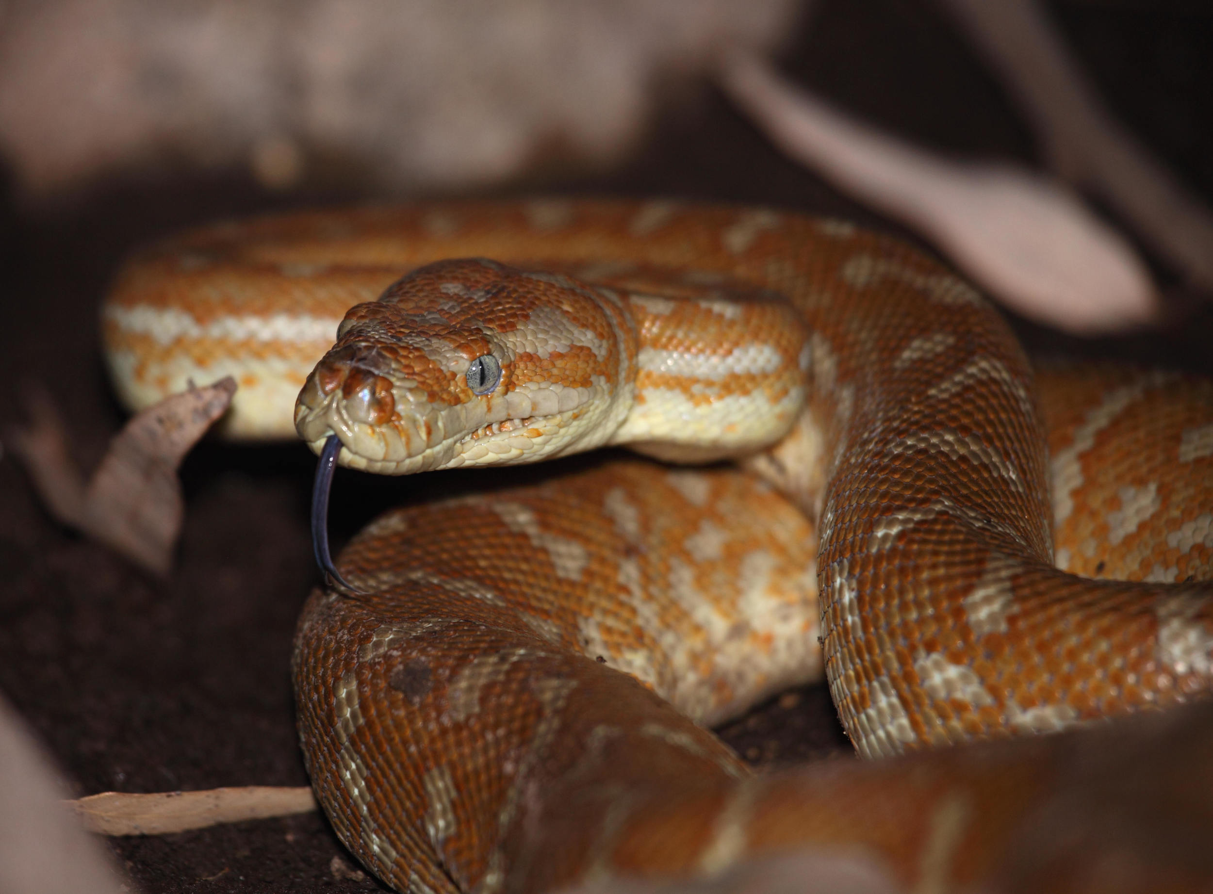 bredli 12.jpg