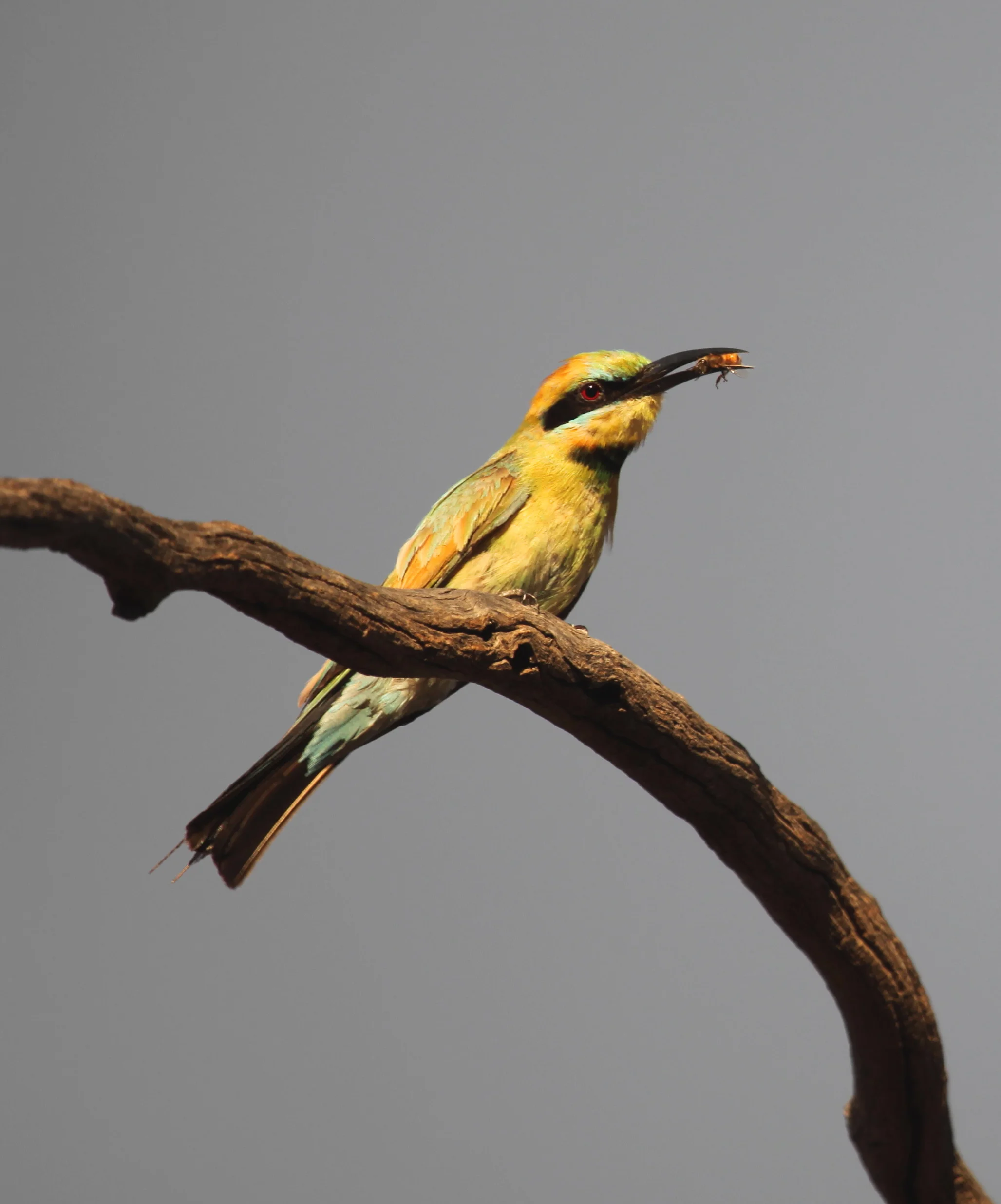 Rainbow Bee-eater Merops ornatus .
