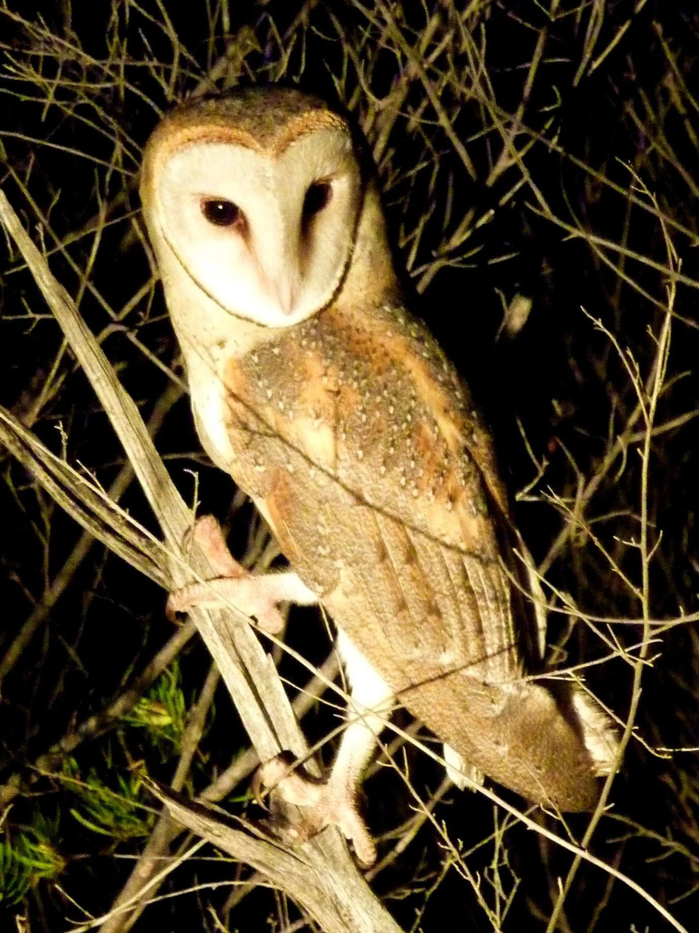 Eastern Barn Owl Tyto javanica