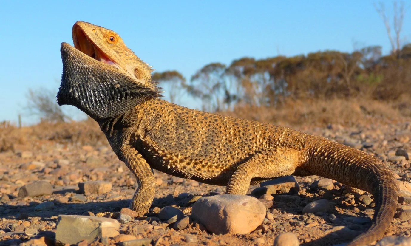 Central Bearded Dragon Pogona vitticeps .
