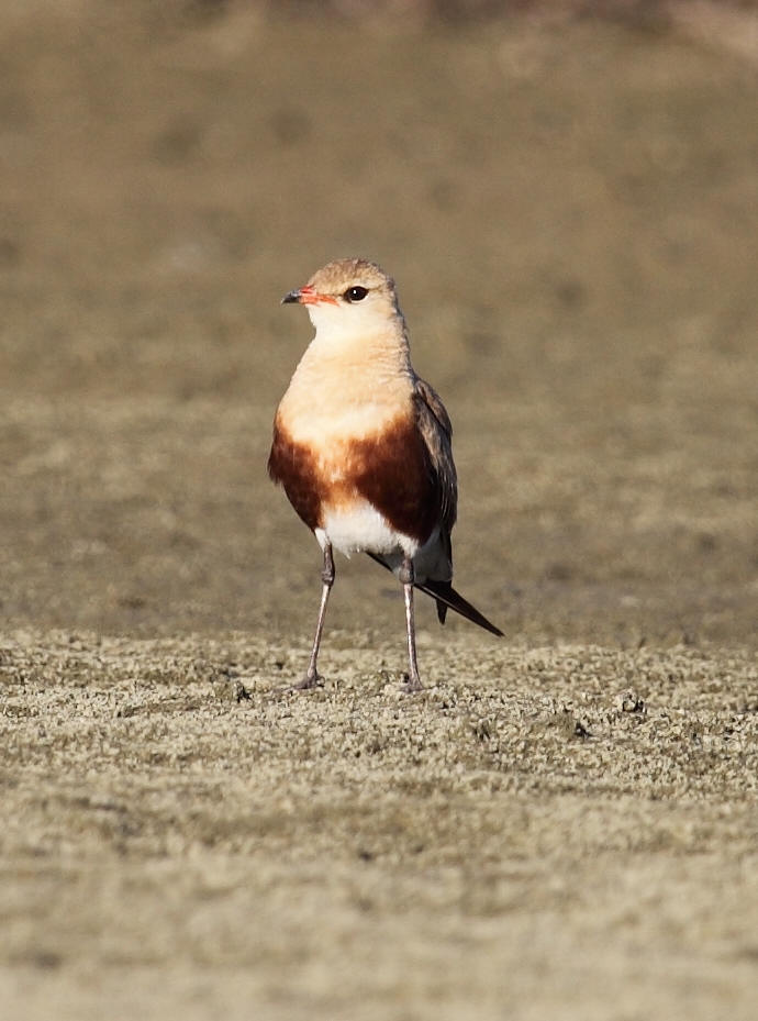 Australian Pratincole Stiltia isabella .