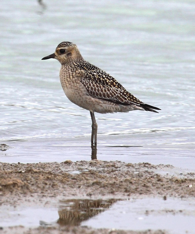 Pacific Golden Plover Pluvialis fulva