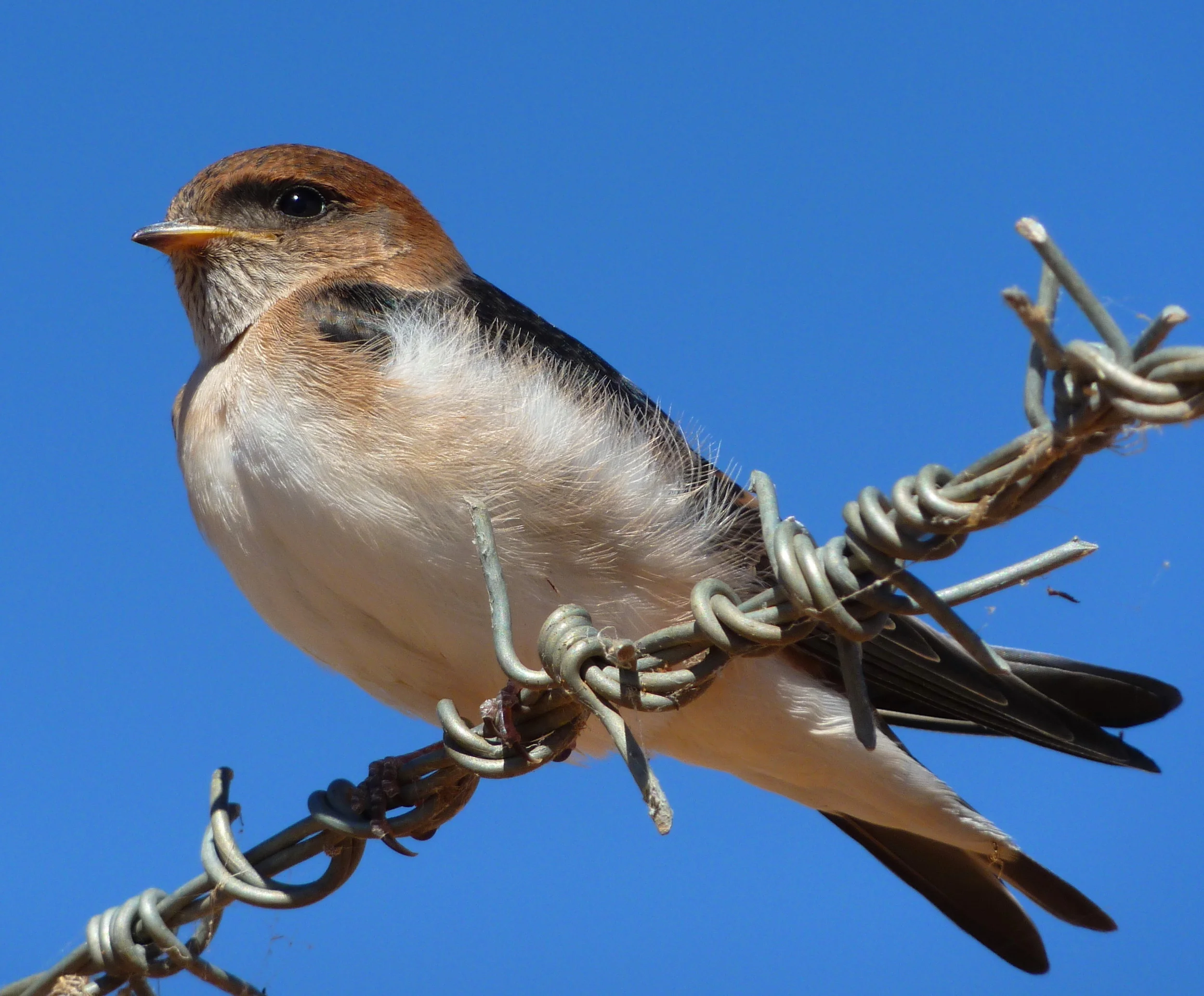 Fairy Martin Petrochelidon ariel