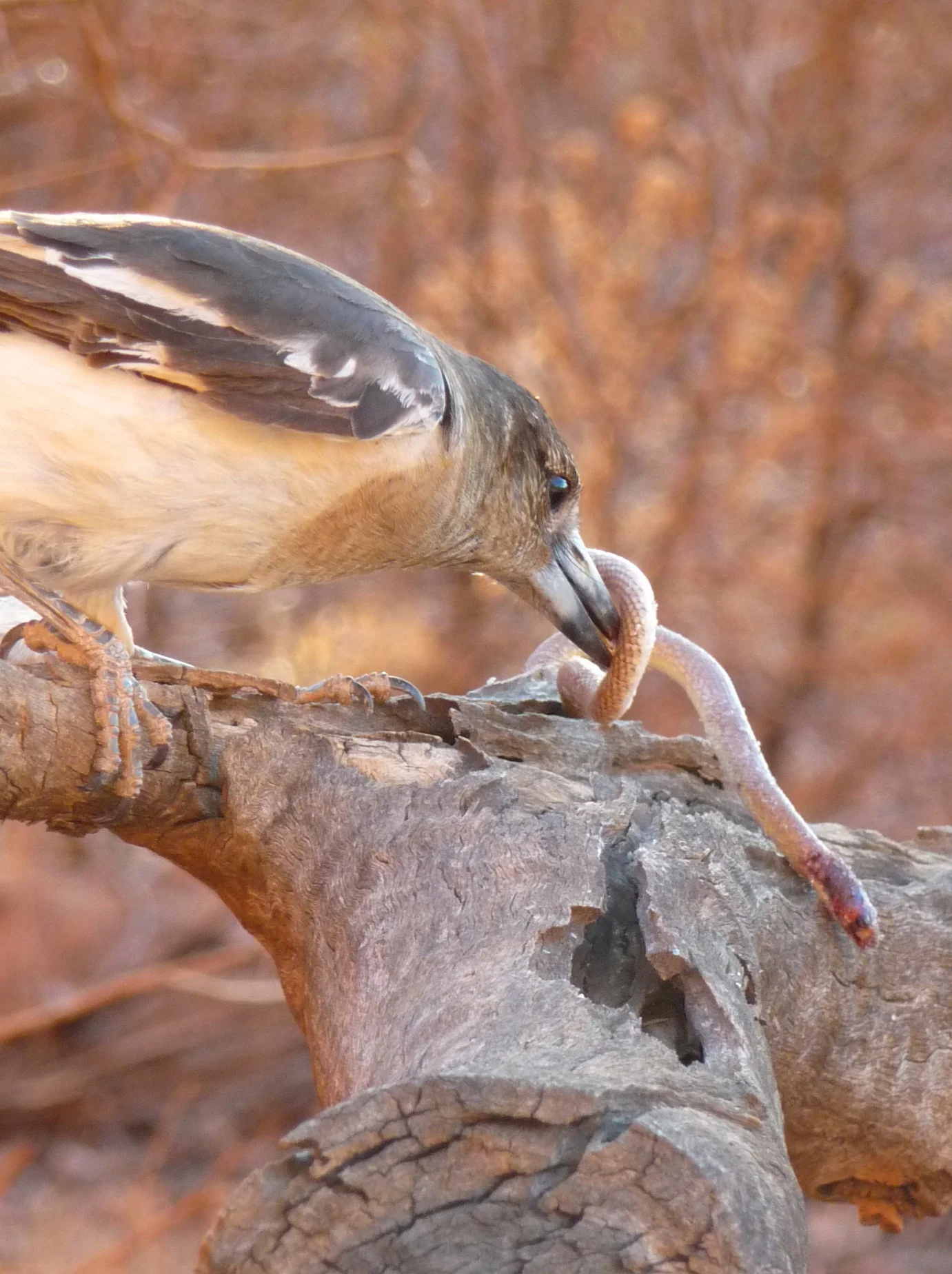 Pied Butcherbird Cracticus nigrogularis , wrestling with a Western Hooded Scaly-foot Pygopus nigriceps , or as he might term it - breakfast.