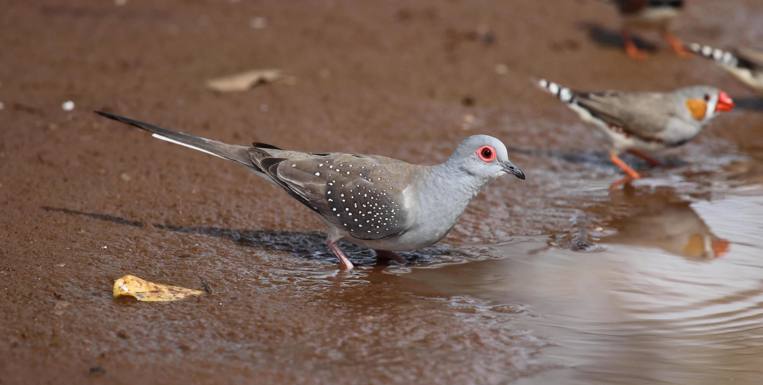 Diamond Dove Geopelia cuneata , with Zebra Finches Taeniopygia guttata .