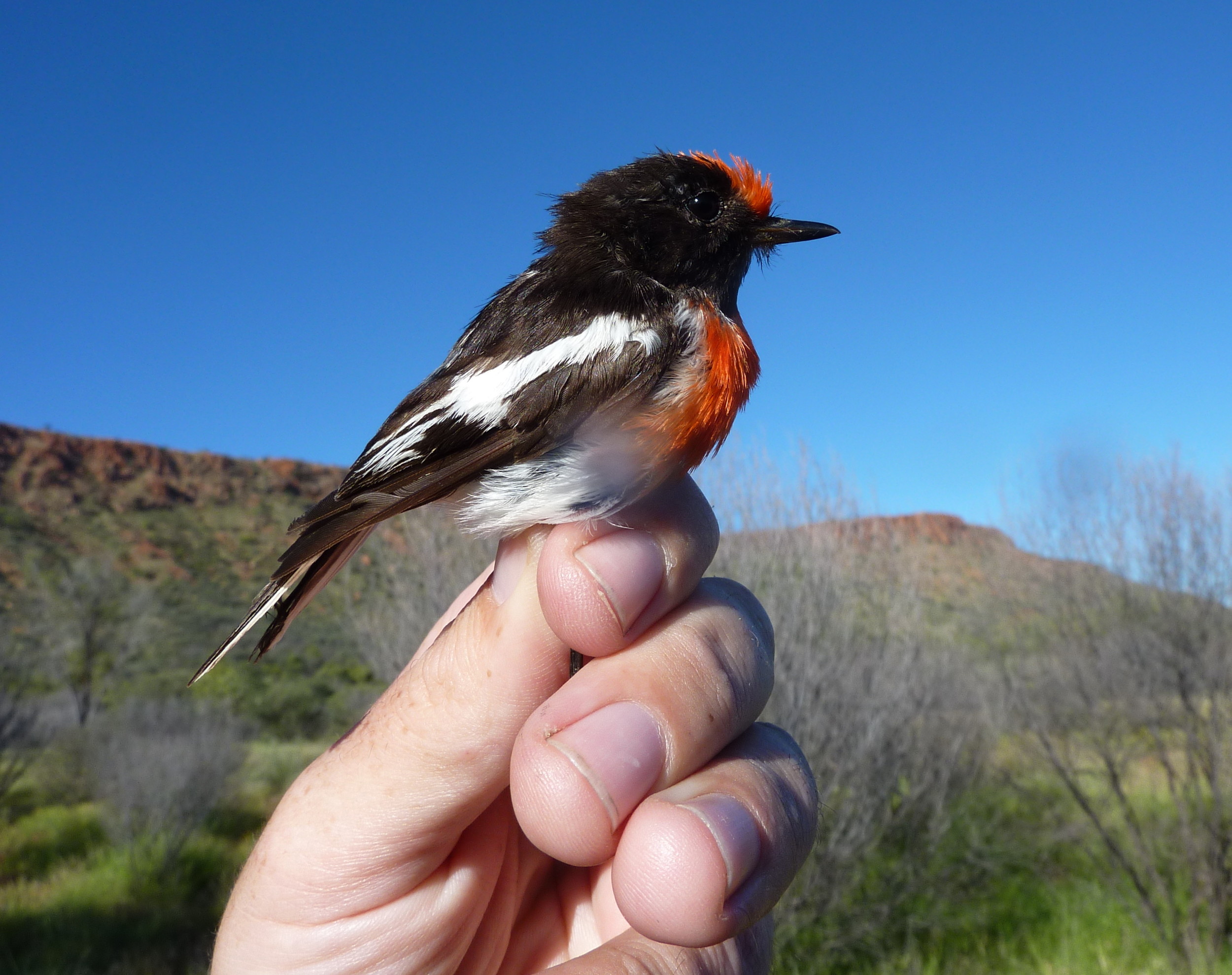 Red-capped Robin Petroica goodenovii .