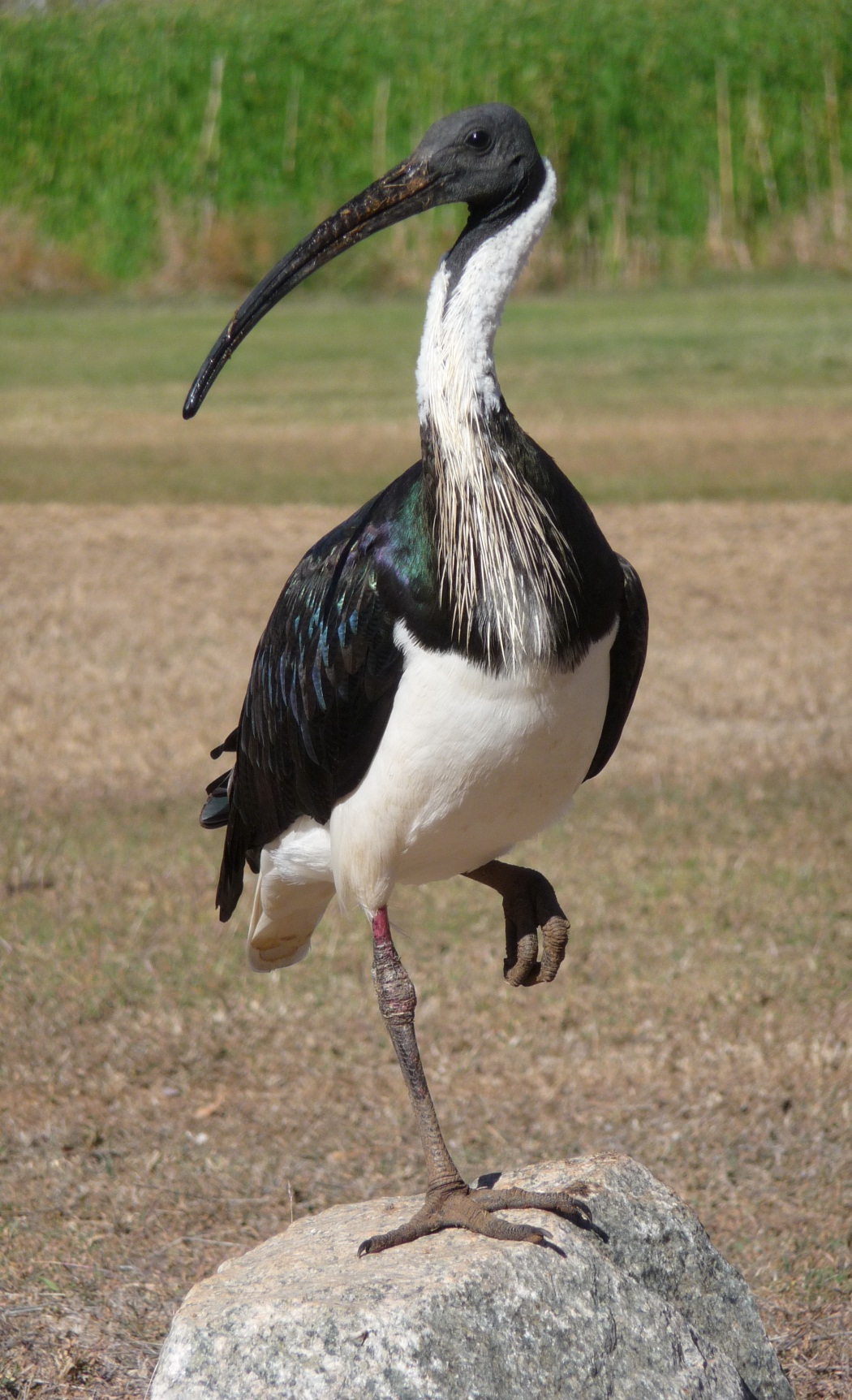 Straw-necked Ibis Threskiornis spinicollis