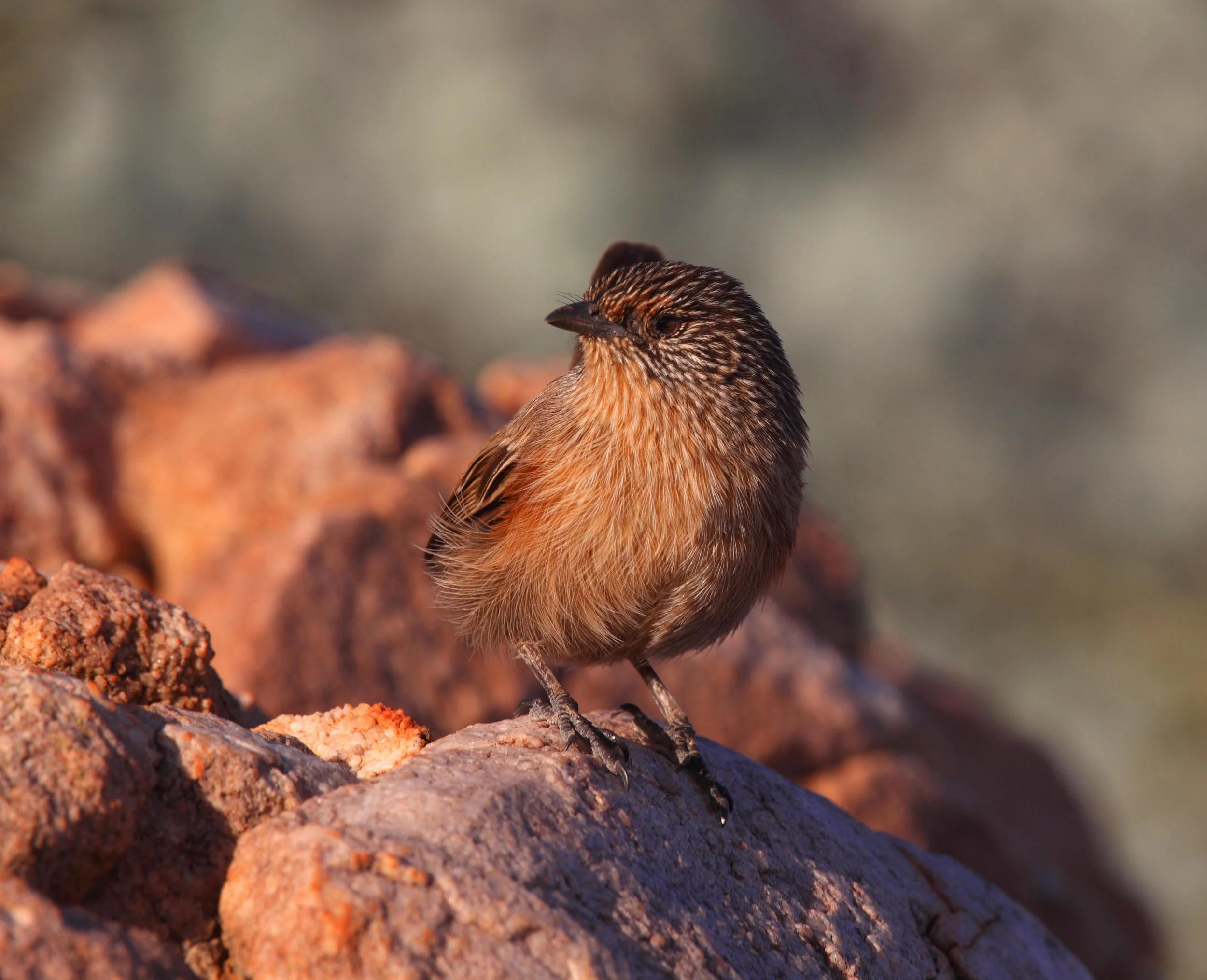 Dusky Grasswren Amytornis purnelli
