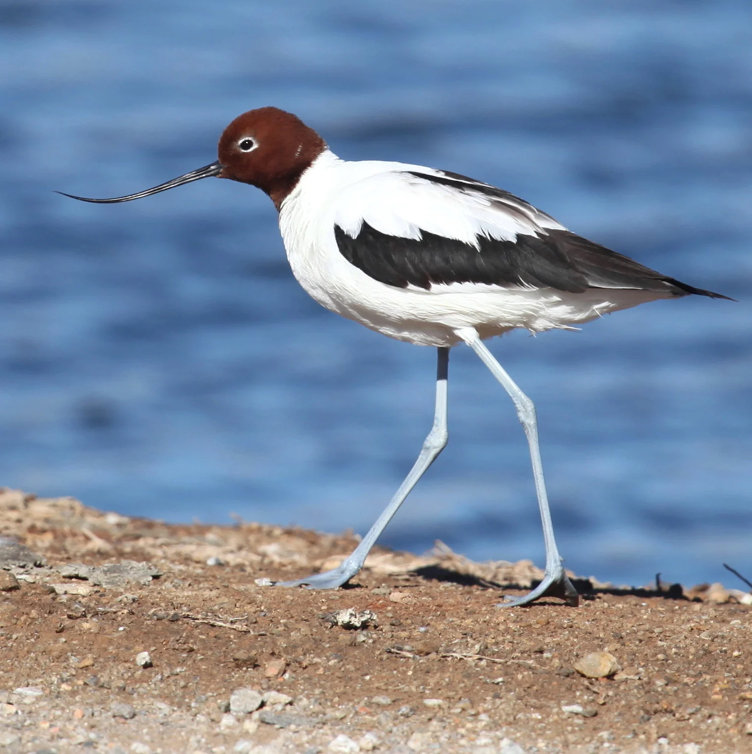 Red-necked Avocet Recurvirostra novaehollandiae