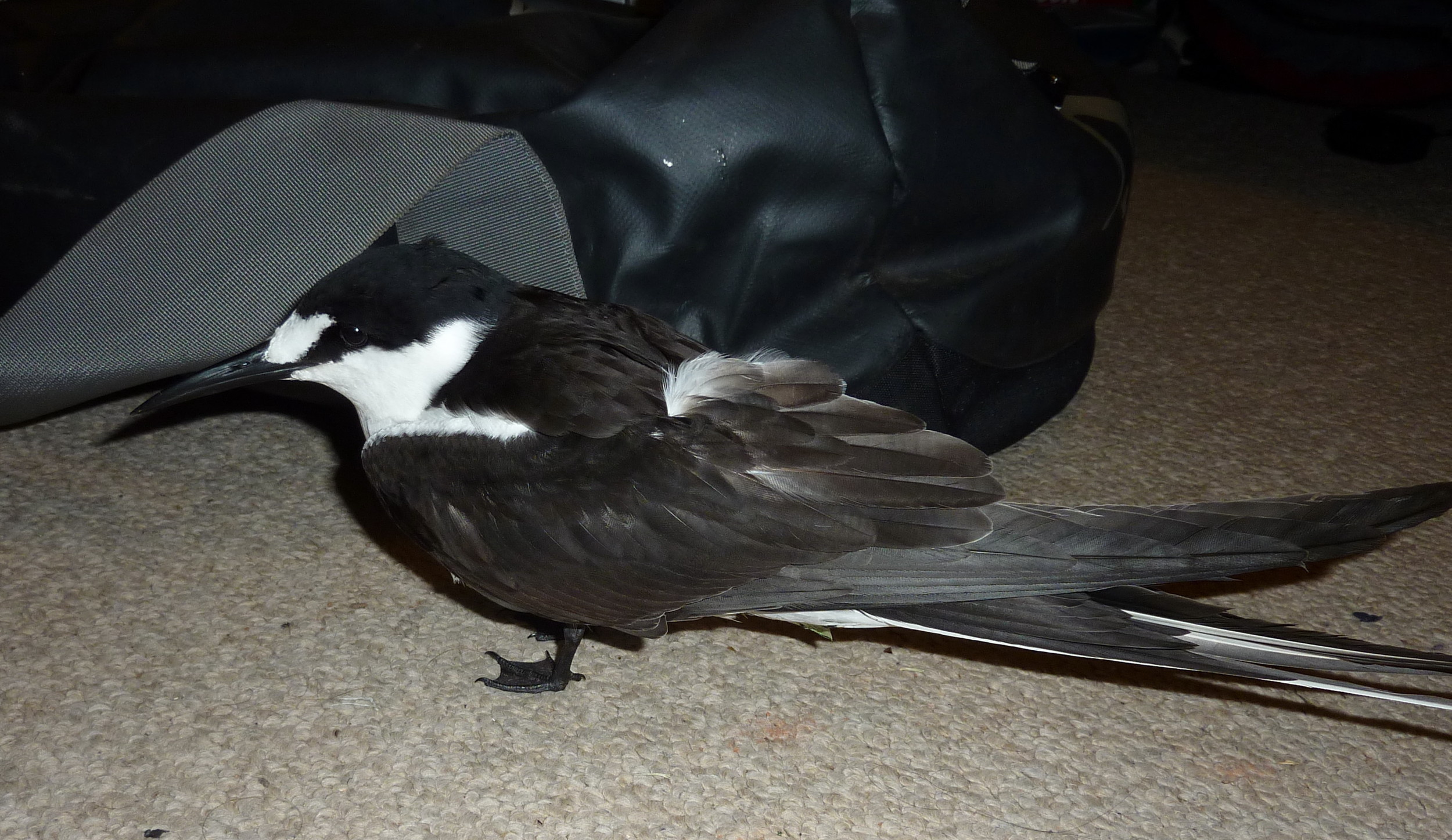 Sooty Tern Onychoprion fuscatus