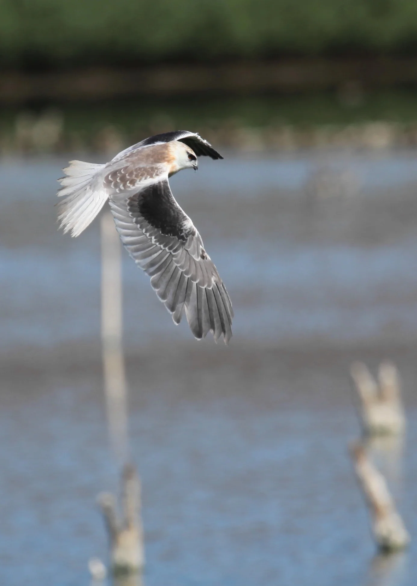 Black-shouldered Kite Elanus axillaris