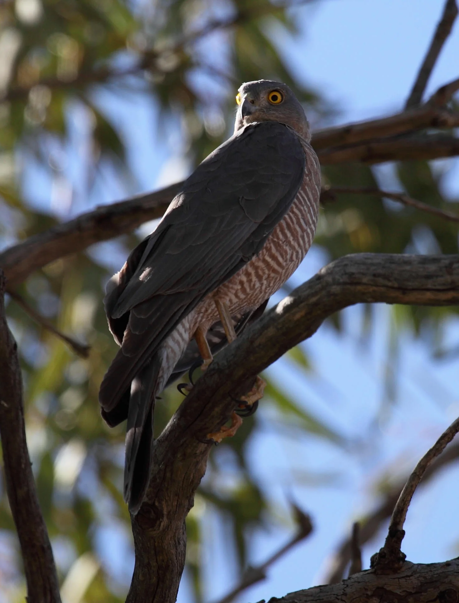 Collared Sparrowhawk Accipiter cirrocephalus