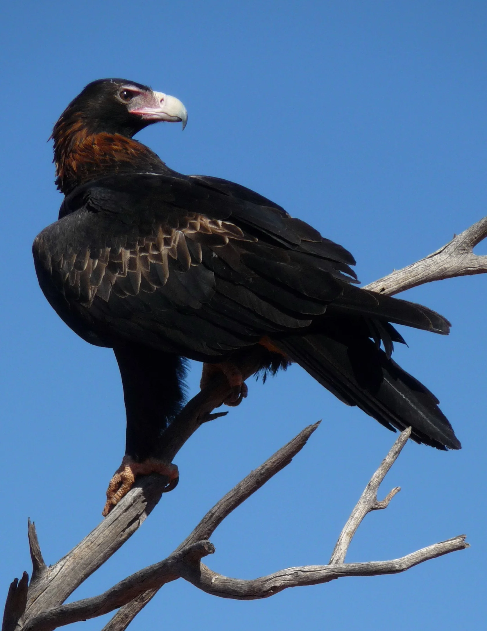 Wedge-tailed Eagle Aquila audax