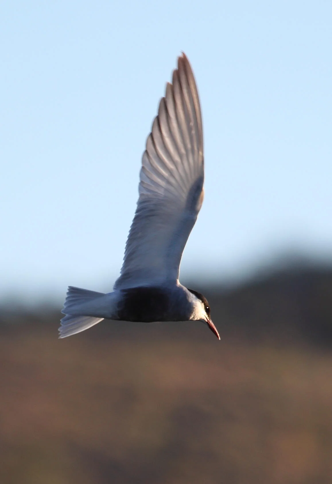 Whiskered Tern Chlidonias hybridus